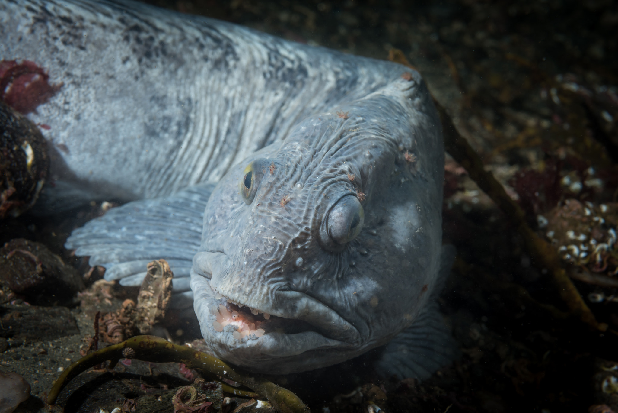 Nikon AF Micro-Nikkor 60mm F2.8D sample photo. Atlantic wolffish photography