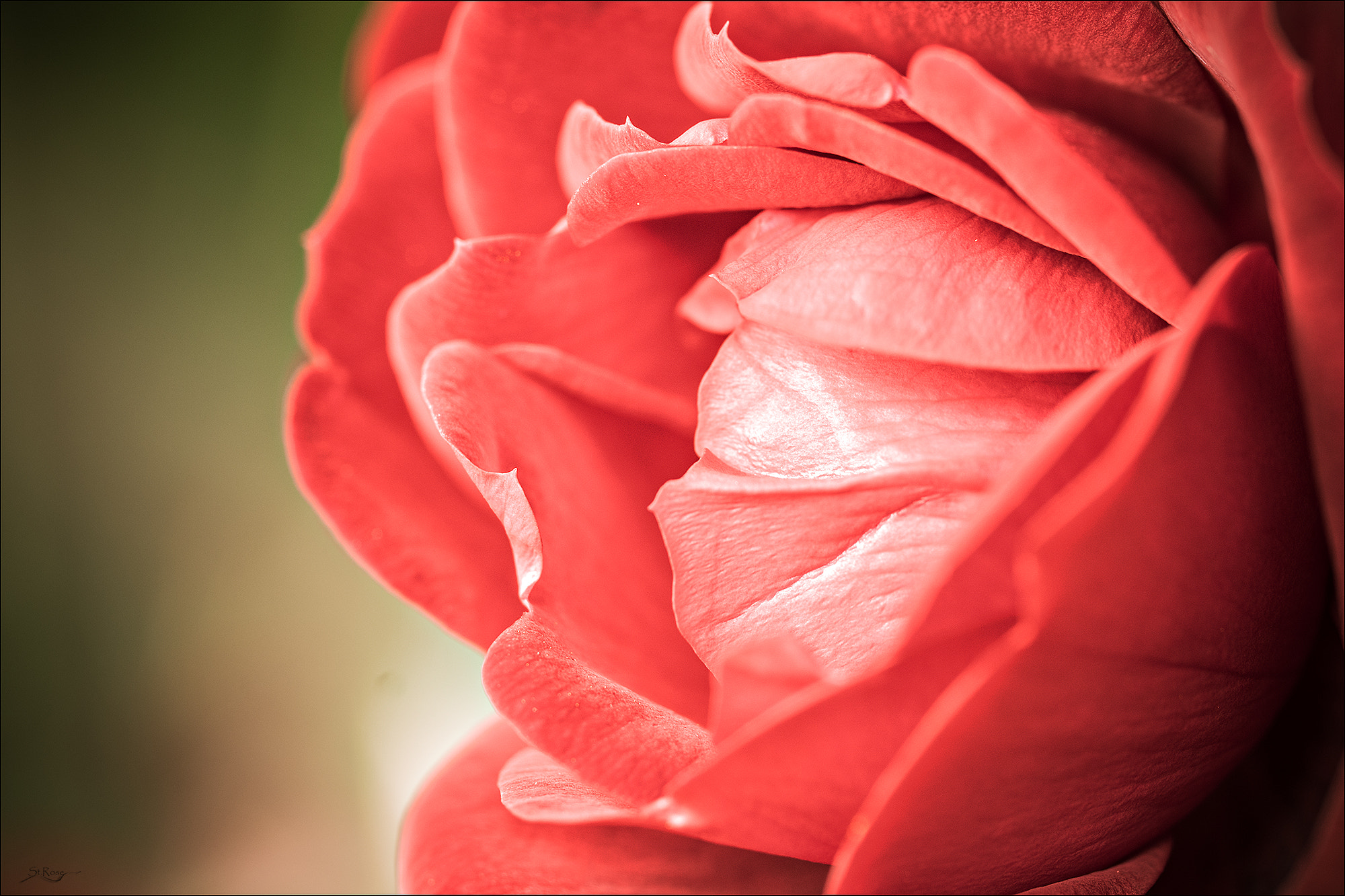 Sony SLT-A77 + 90mm F2.8 Macro SSM sample photo. **rose** photography