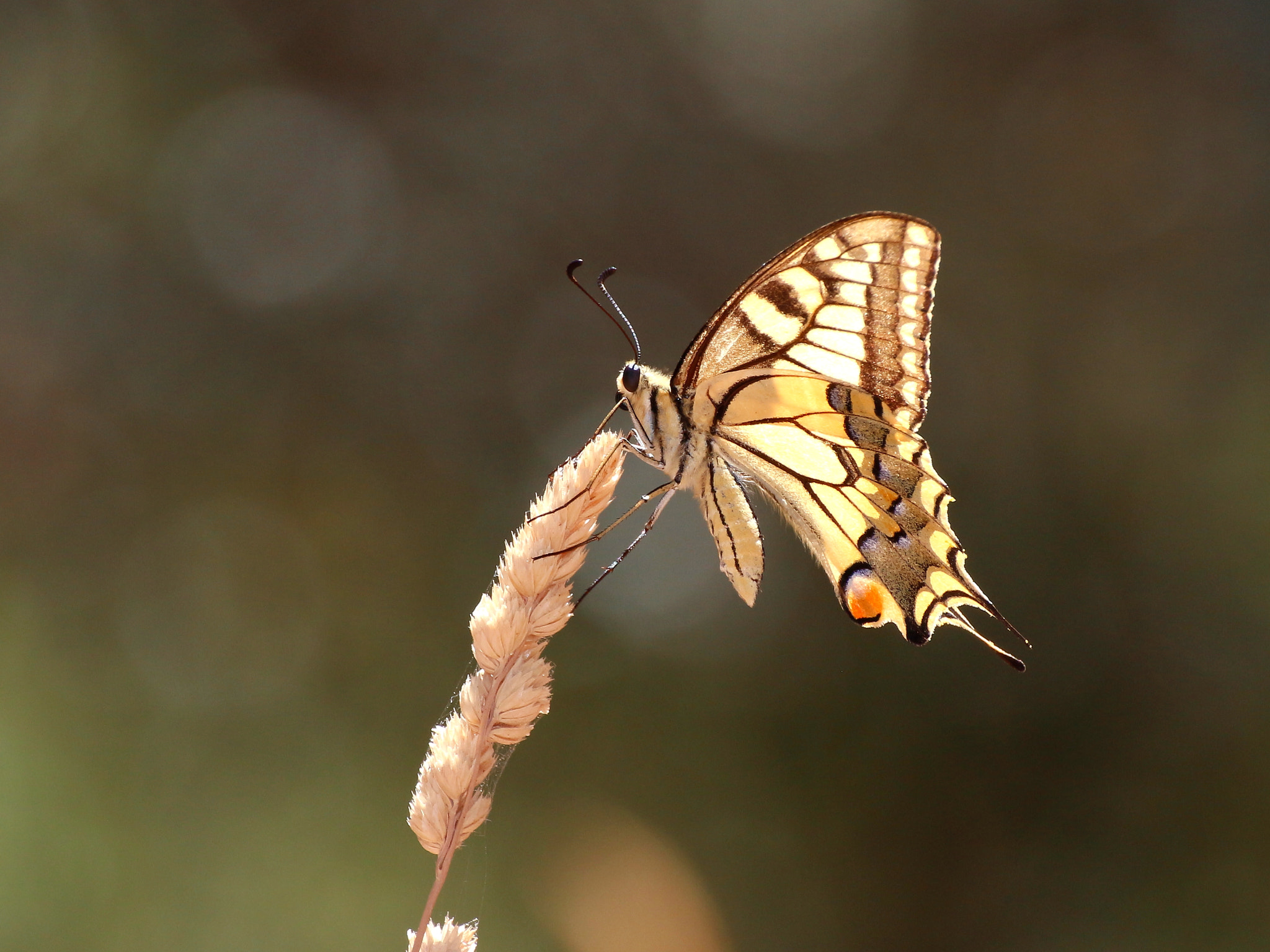 Tamron SP 35mm F1.8 Di VC USD sample photo. Papilio photography