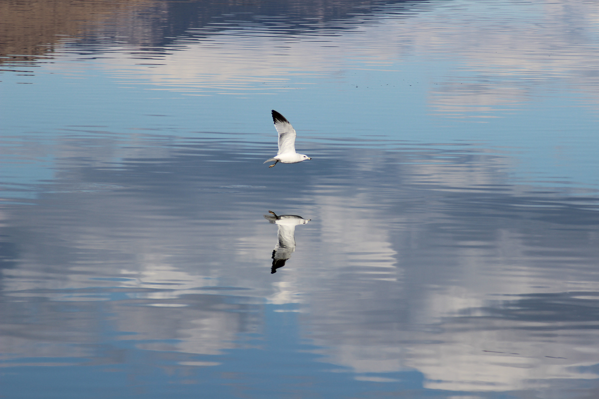 Canon EOS 600D (Rebel EOS T3i / EOS Kiss X5) + Tamron AF 70-300mm F4-5.6 Di LD Macro sample photo. Reflections in flight photography