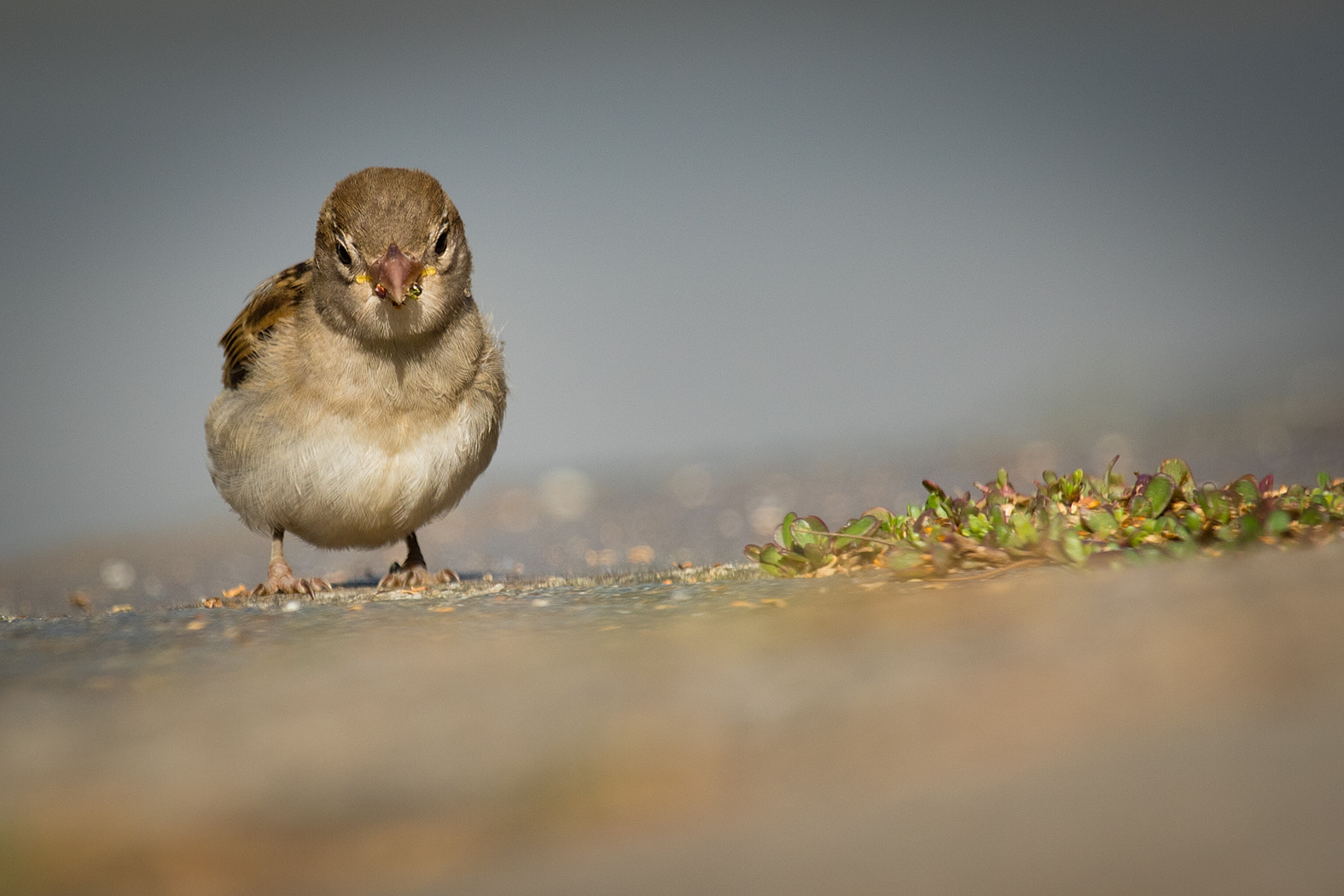 Canon EF 100-400mm F4.5-5.6L IS USM sample photo. Sparrow photography