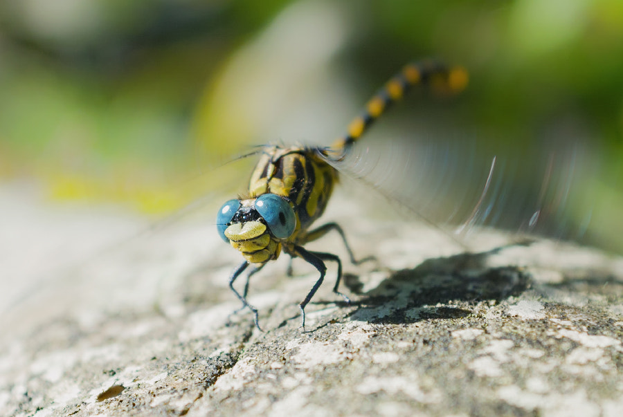 AF Zoom-Nikkor 28-85mm f/3.5-4.5 sample photo. Blue eyed photography