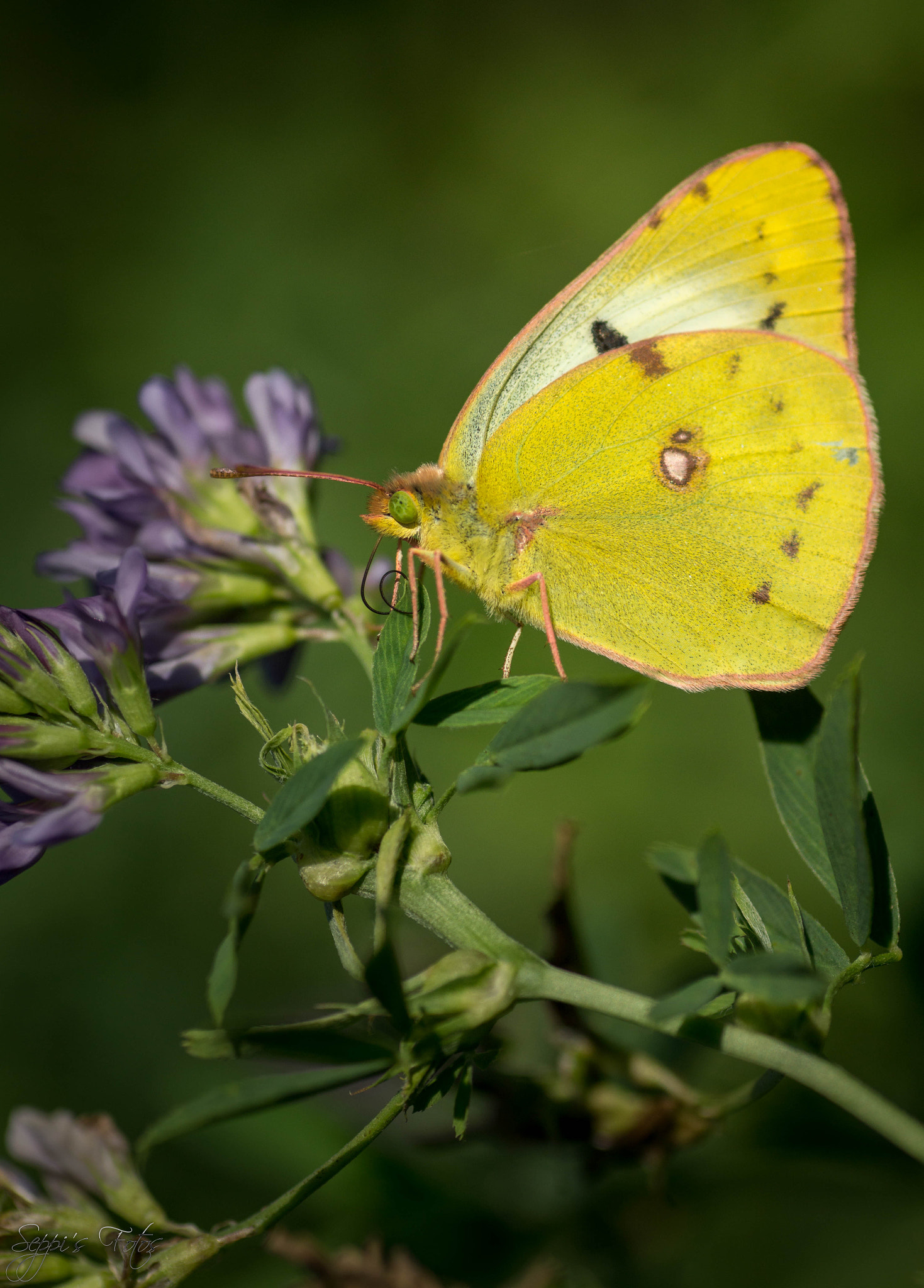 Sony SLT-A77 + Minolta AF 100mm F2.8 Macro [New] sample photo. Goldene acht photography