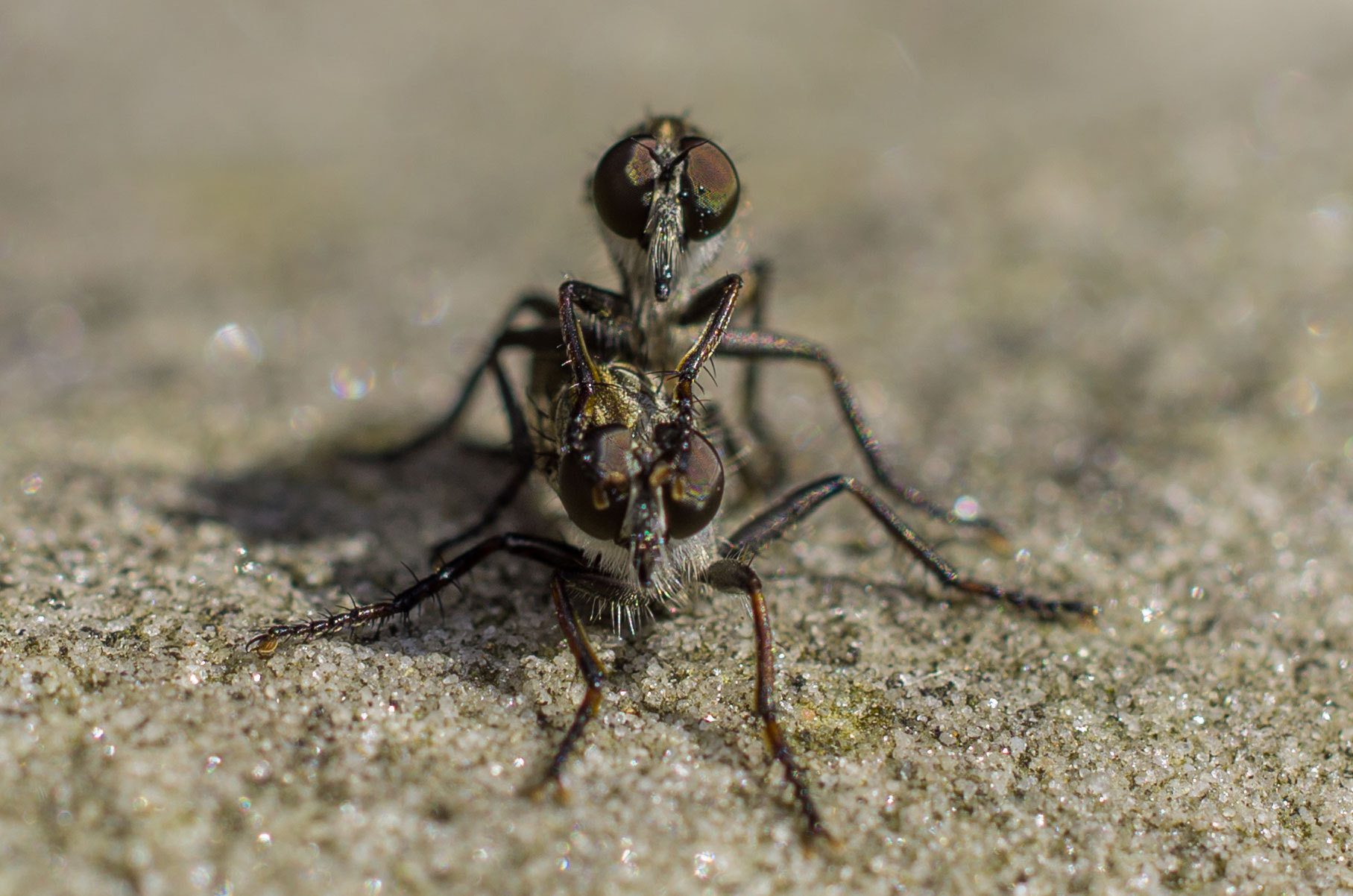 Pentax smc DA 35mm F2.8 Macro Limited sample photo. When 2 flies... photography