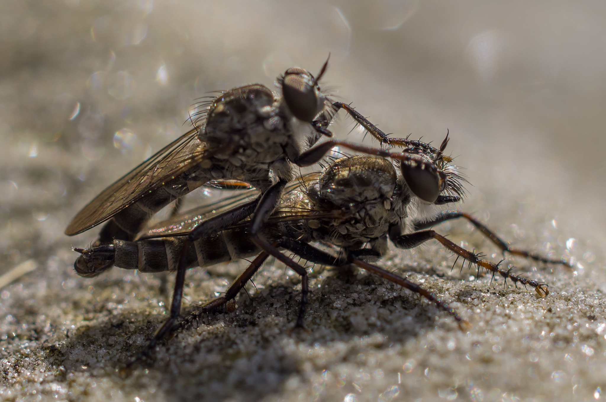 Pentax smc DA 35mm F2.8 Macro Limited sample photo. When 2 flies...part 2 photography