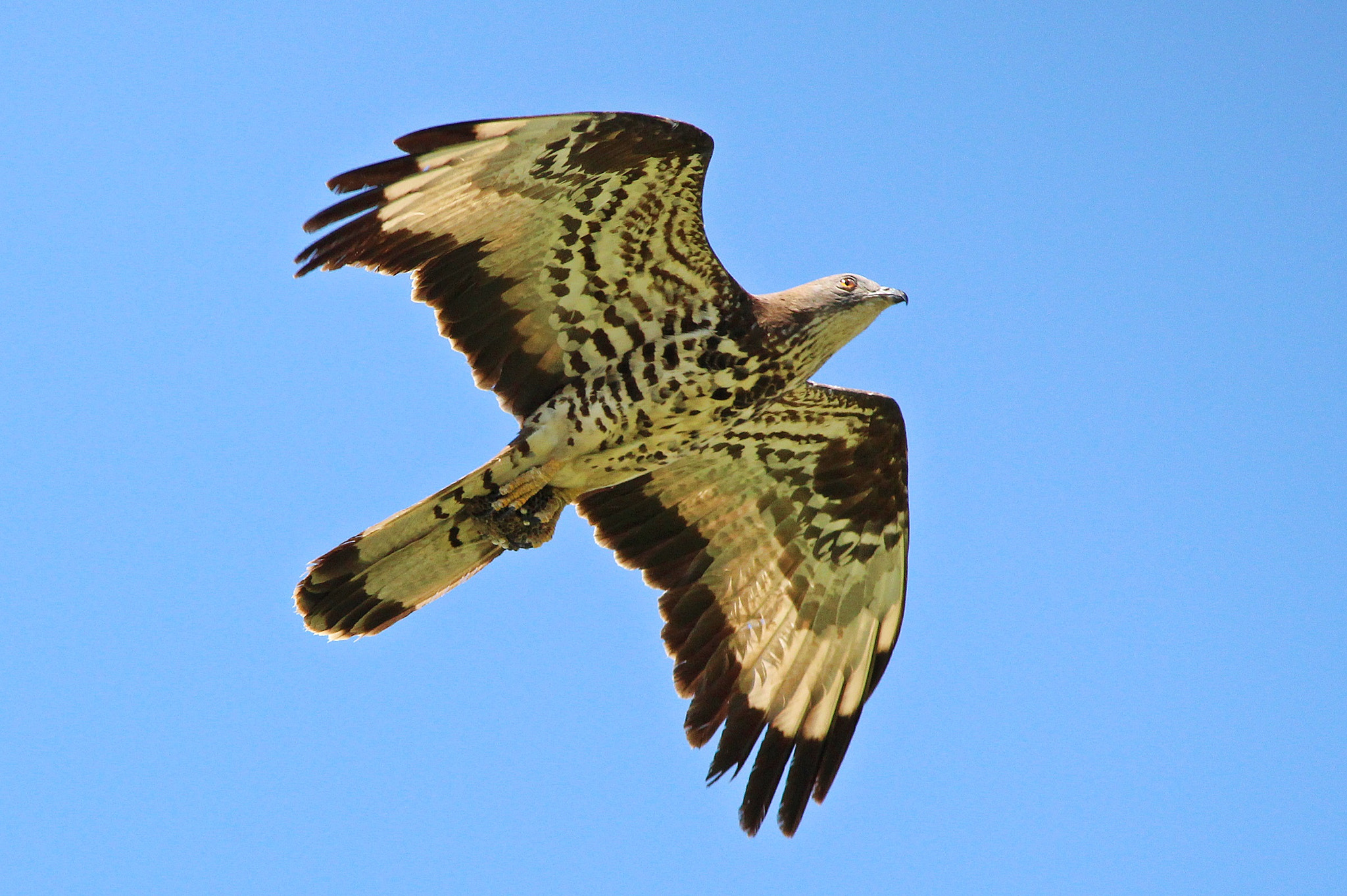 Sigma 150-500mm F5-6.3 DG OS HSM sample photo. Falco pecchiaiolo, honey buzzard photography