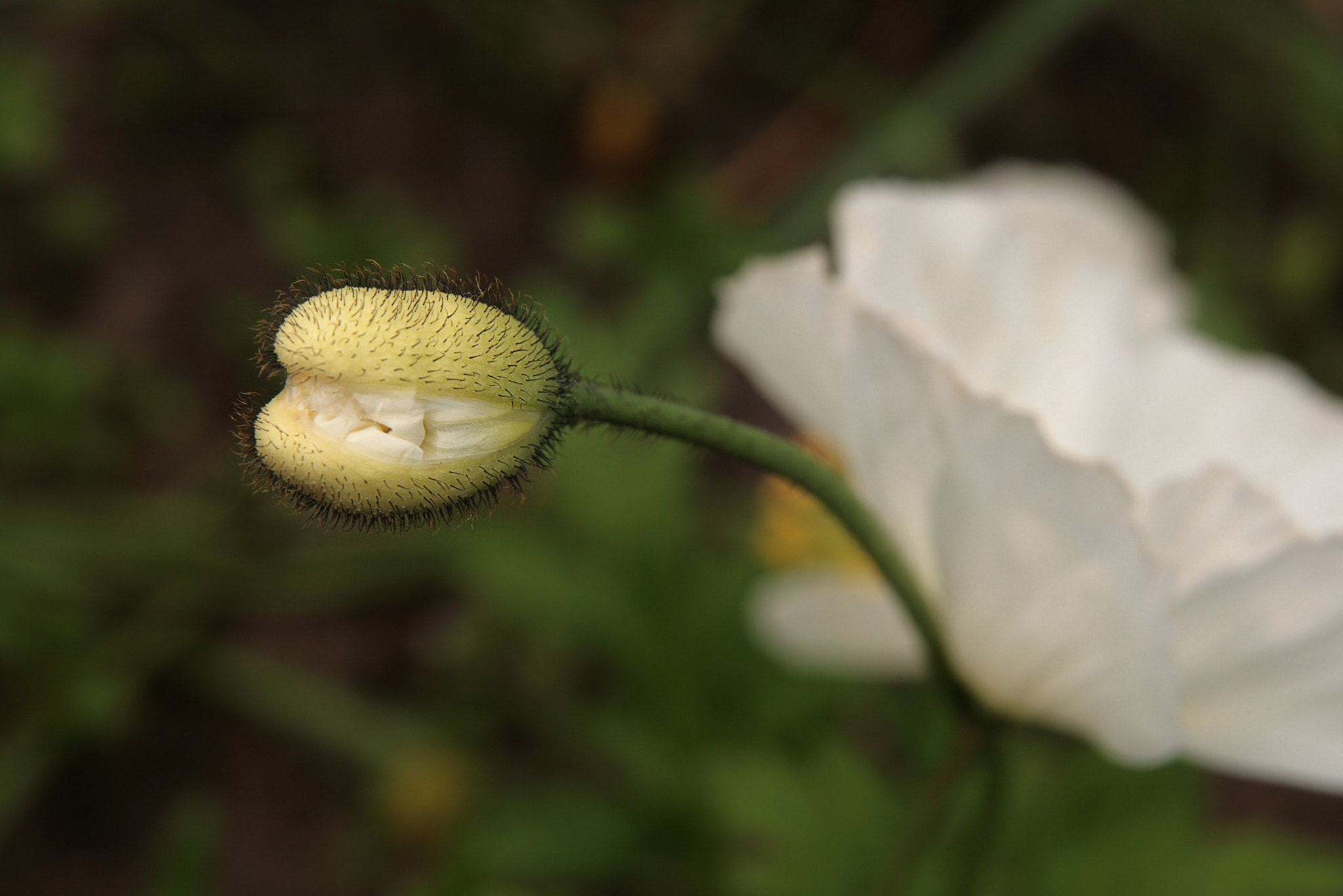 Sigma 17-70mm F2.8-4 DC Macro OS HSM sample photo. Papaver bud photography