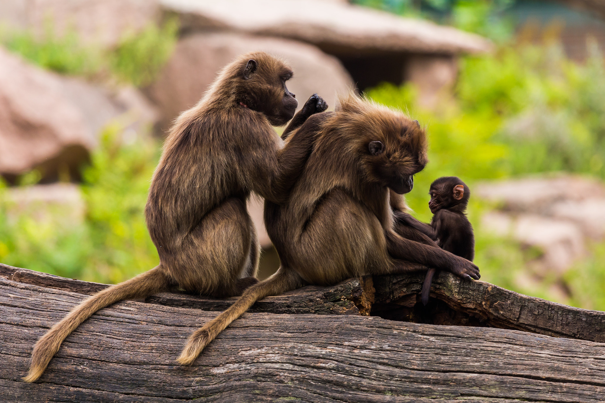 Canon EF 100-400mm F4.5-5.6L IS USM sample photo. 2.5 careful gelada baboons photography