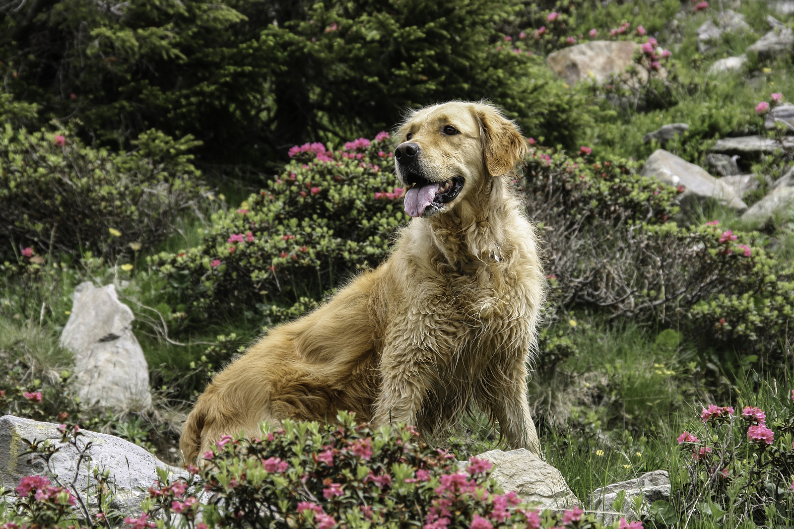 Sigma 18-200mm f/3.5-6.3 DC OS sample photo. Golden magnificent retriever photography