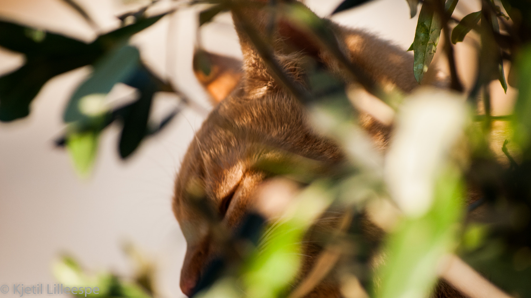 Nikon D300S sample photo. Cat photography