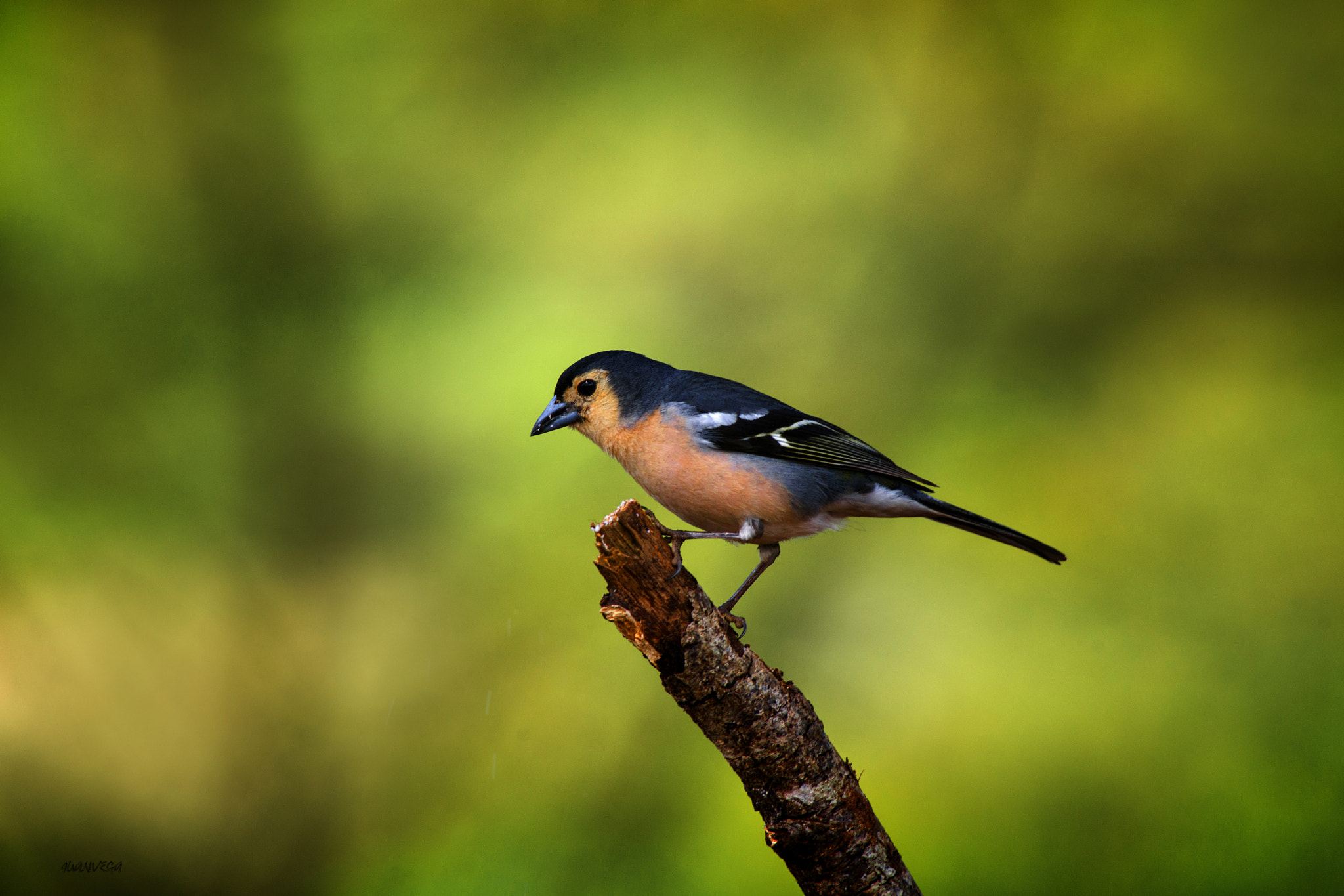 Sony 75-300mm F4.5-5.6 sample photo. Pinzon photography