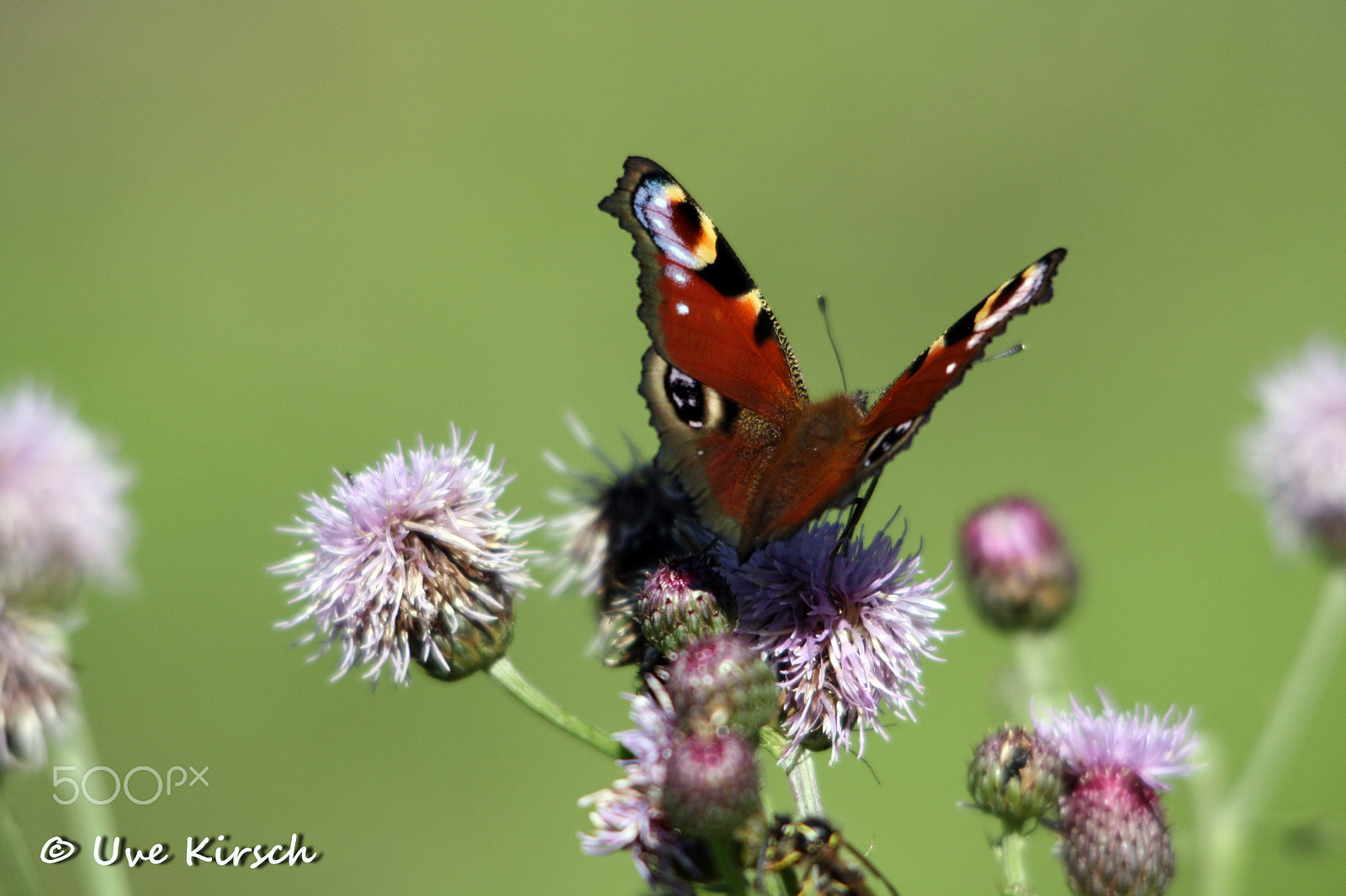 Sigma 150-500mm F5-6.3 DG OS HSM sample photo. Ready for takeoff photography