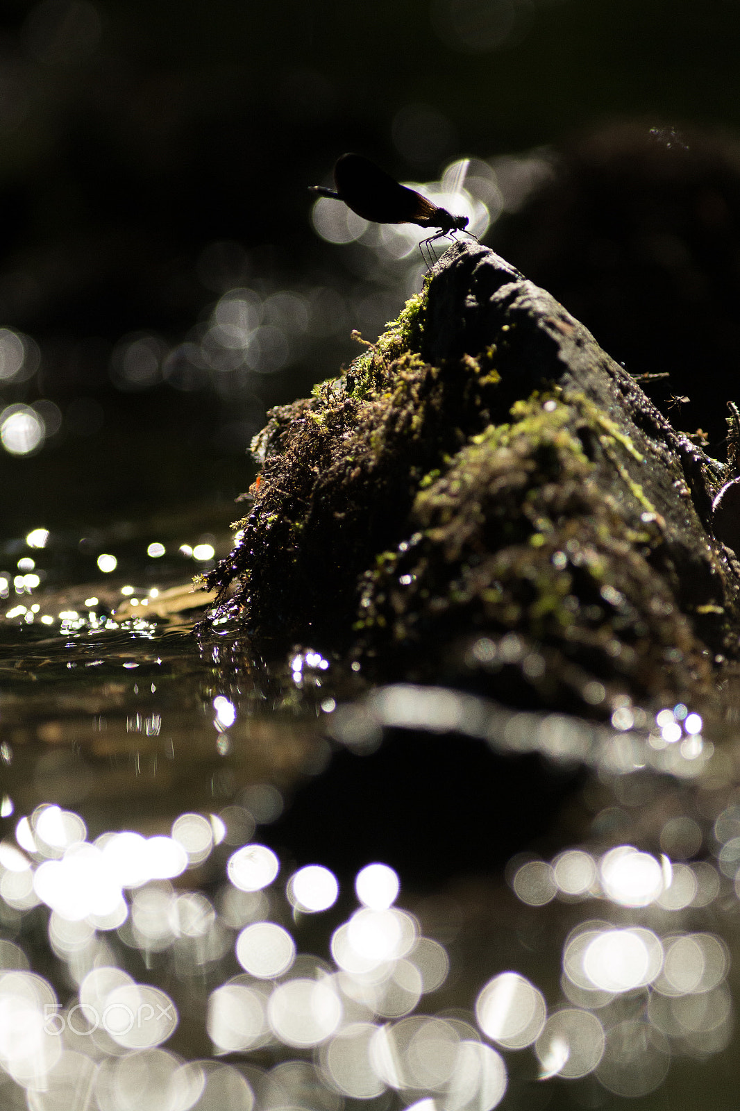 Canon EOS 70D + Canon EF 300mm F4L IS USM sample photo. The throne photography