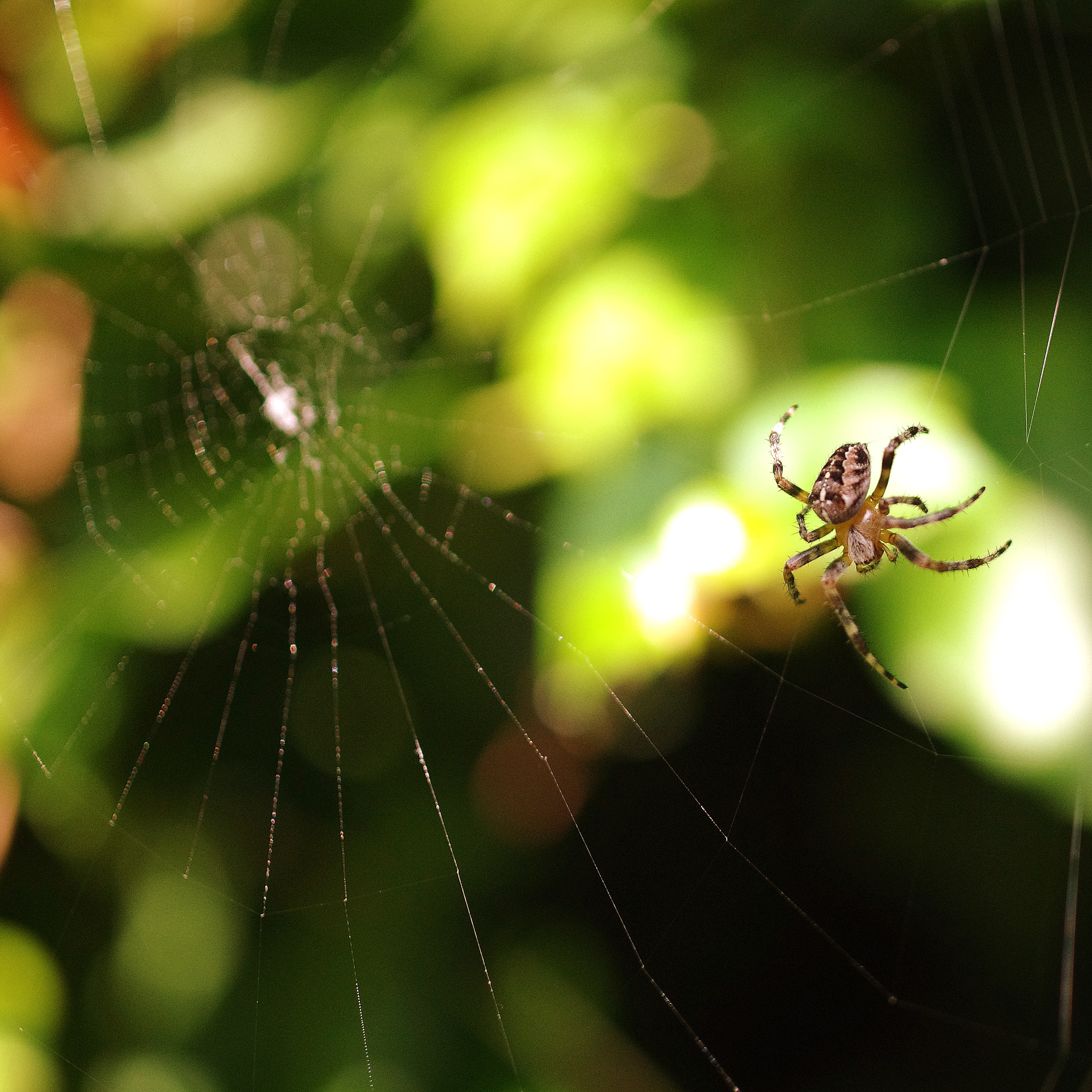 Pentax smc DA 35mm F2.8 Macro Limited sample photo. Dance of the spider iii photography