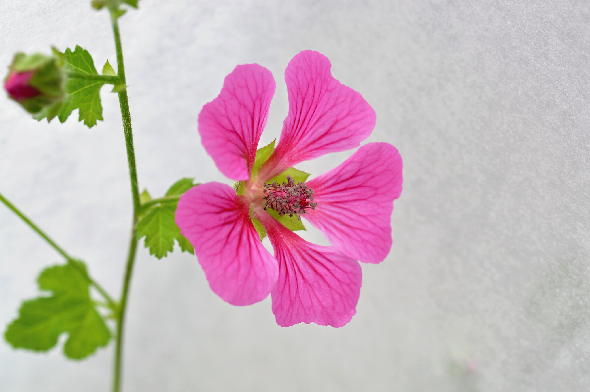 Nikon D5000 sample photo. Blume/flower photography
