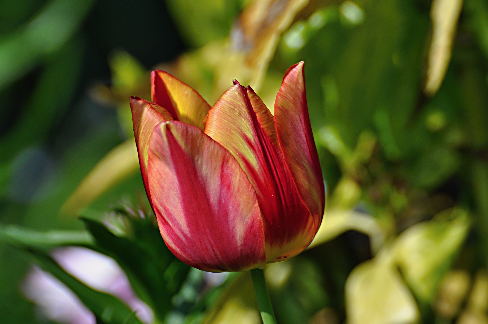 Nikon D5000 sample photo. Blume/flower photography