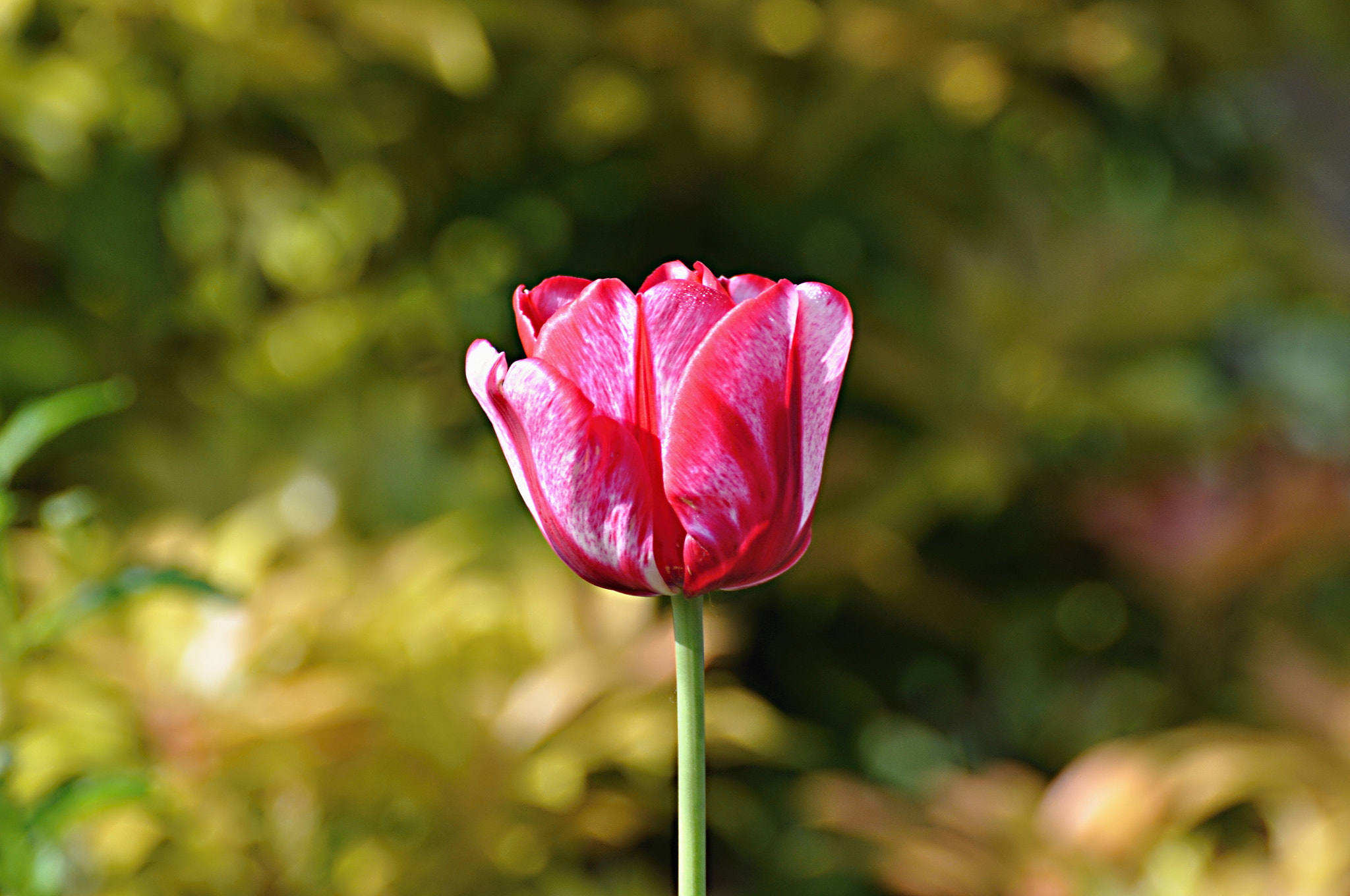 Nikon D5000 sample photo. Blume/flower photography