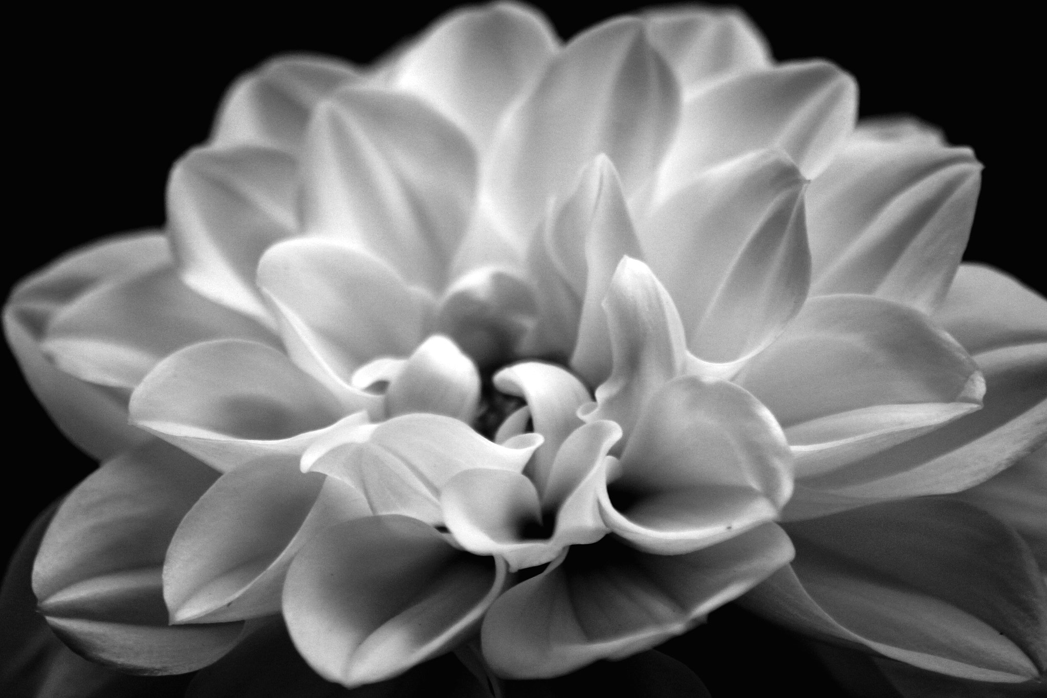 Sigma 70-300mm F4-5.6 APO DG Macro sample photo. Black&white dahlia photography