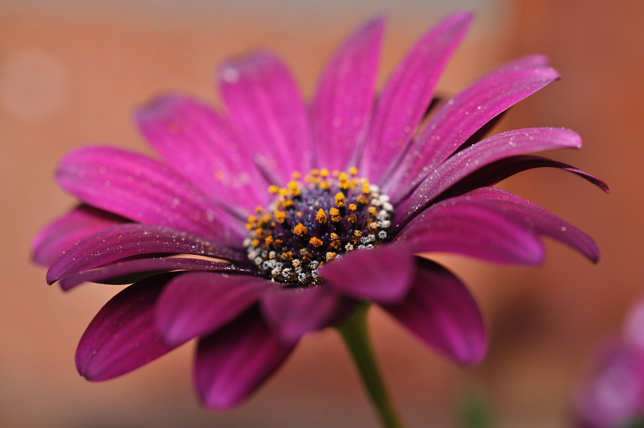 Nikon D5000 sample photo. Blume/flower photography