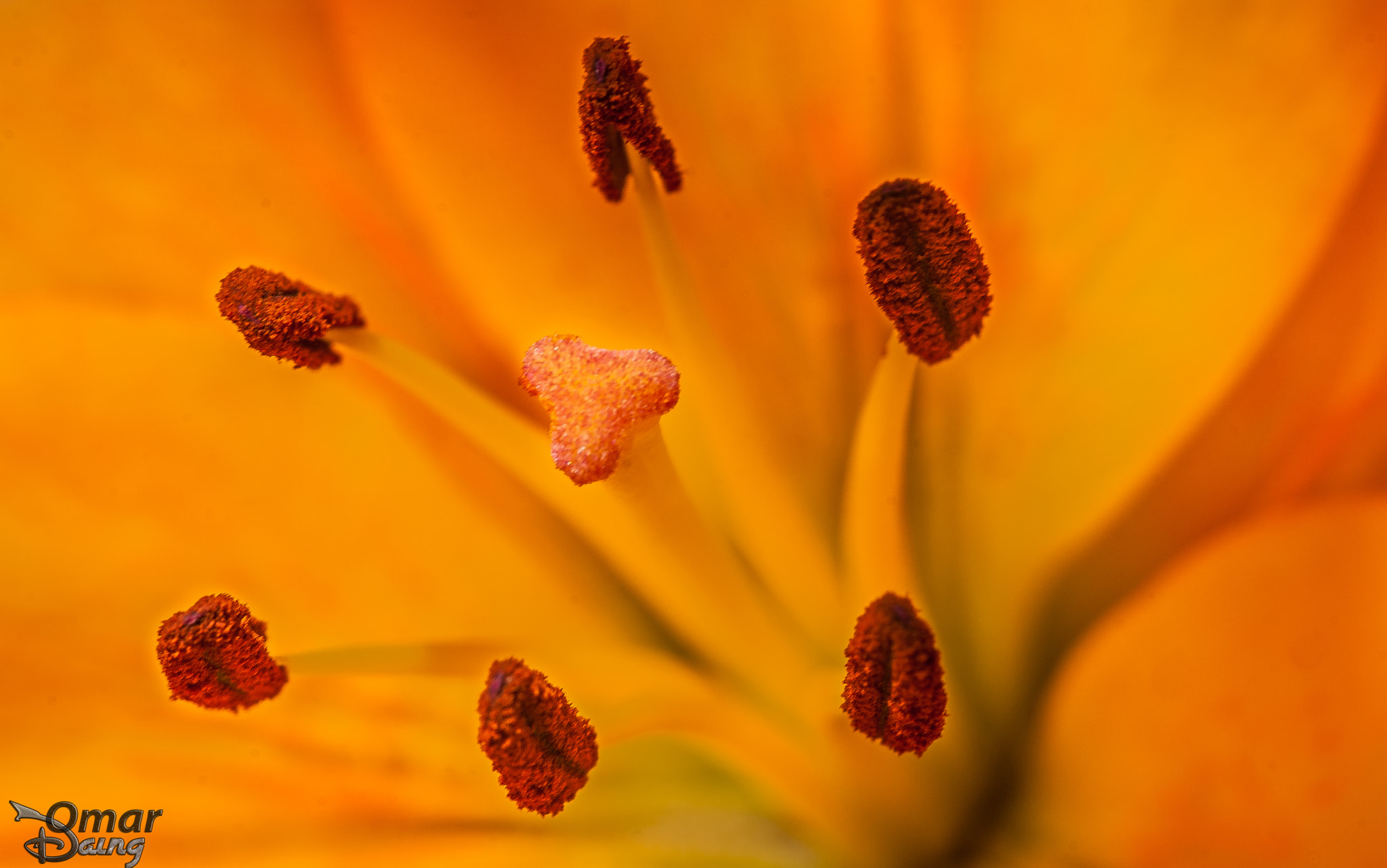 Pentax K10D sample photo. Lilium - lily - zambak (hybrit) - 3 photography