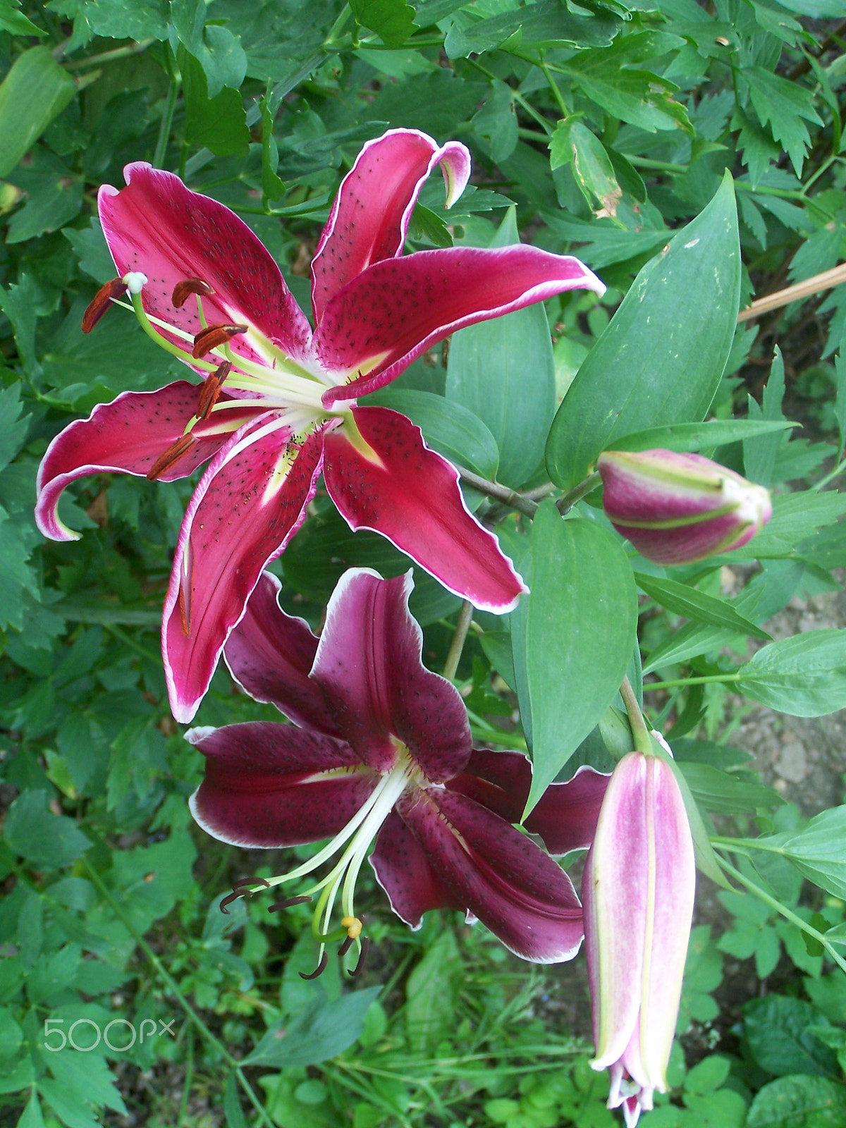 Kodak DX7590 ZOOM DIGITAL CAMERA sample photo. Lilly ... photography