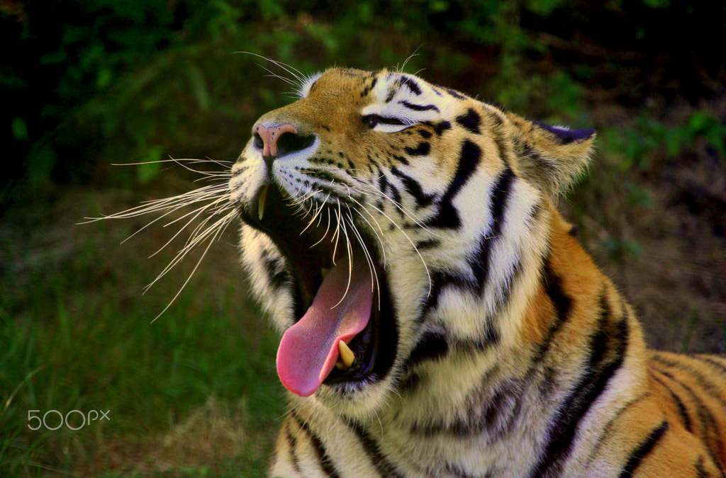 Canon EOS 500D (EOS Rebel T1i / EOS Kiss X3) + Canon EF 100-400mm F4.5-5.6L IS USM sample photo. Yawning tiger photography