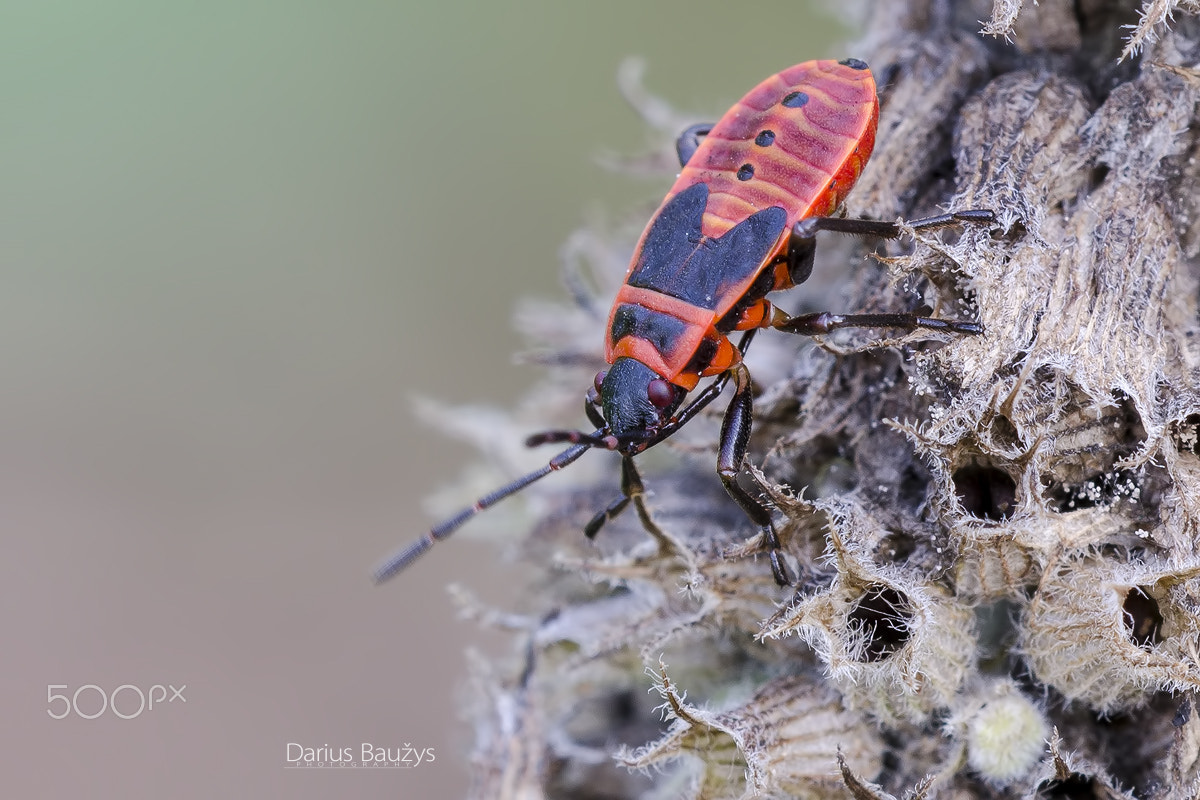 Sigma 150mm F2.8 EX DG OS Macro HSM sample photo. With red jacket. photography