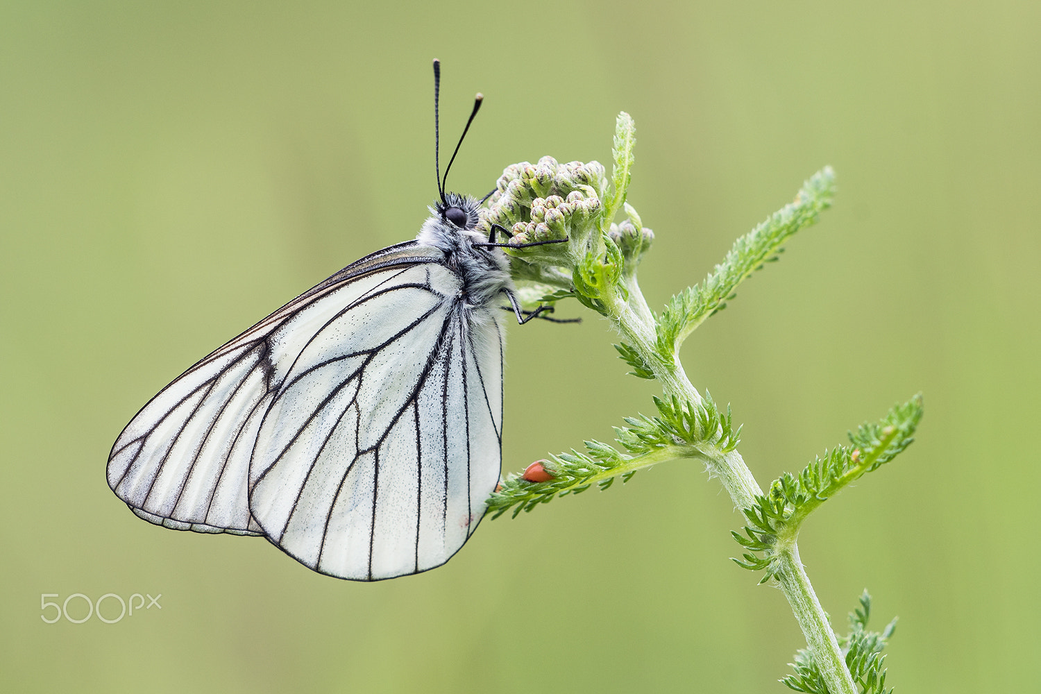 Sigma 150mm F2.8 EX DG Macro HSM sample photo. Black-veined white (aporia crataegi) photography