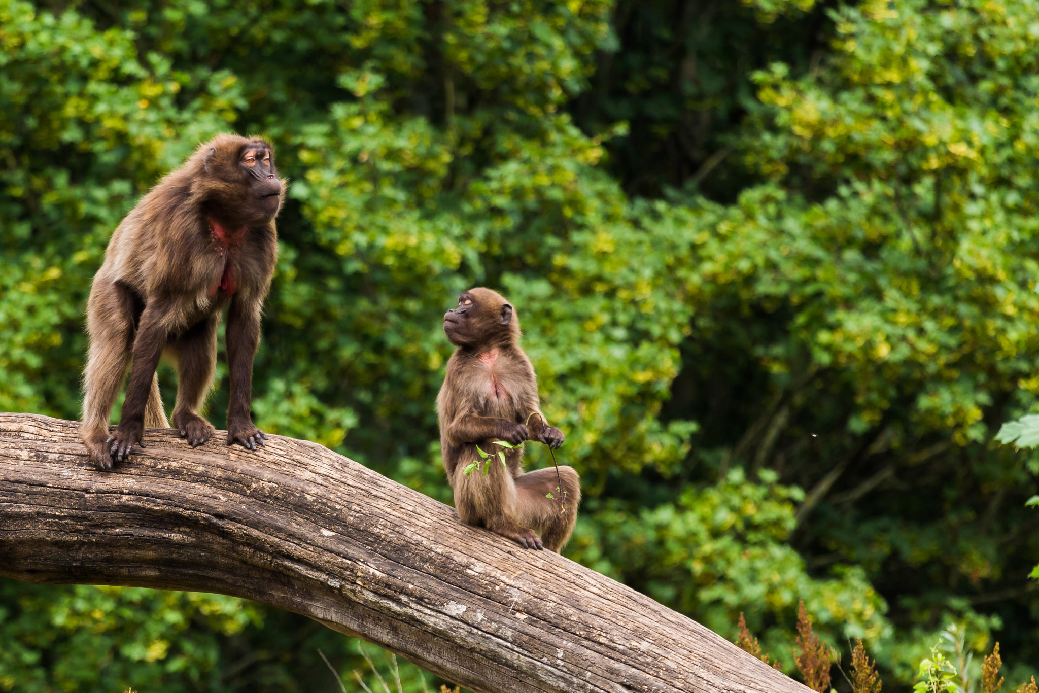 Canon EF 100-400mm F4.5-5.6L IS USM sample photo. 2 careful gelada baboons photography