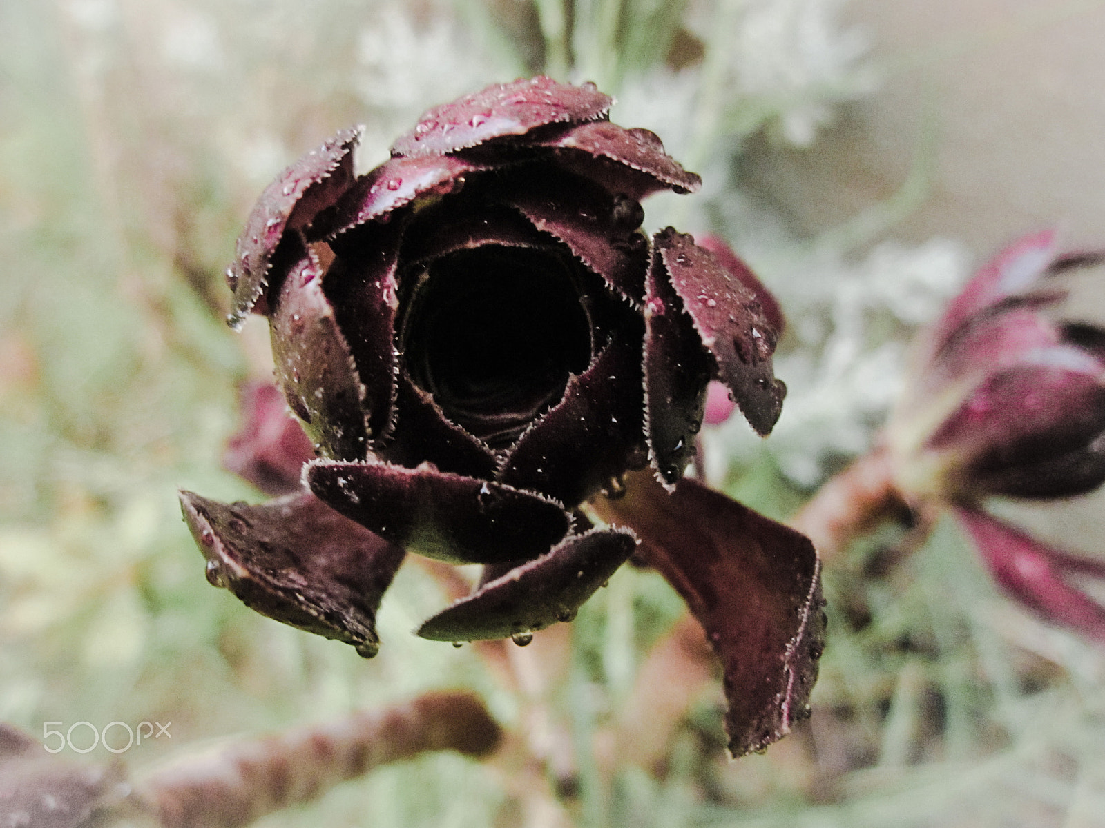 Canon PowerShot A1200 sample photo. Aeonium arboreum photography