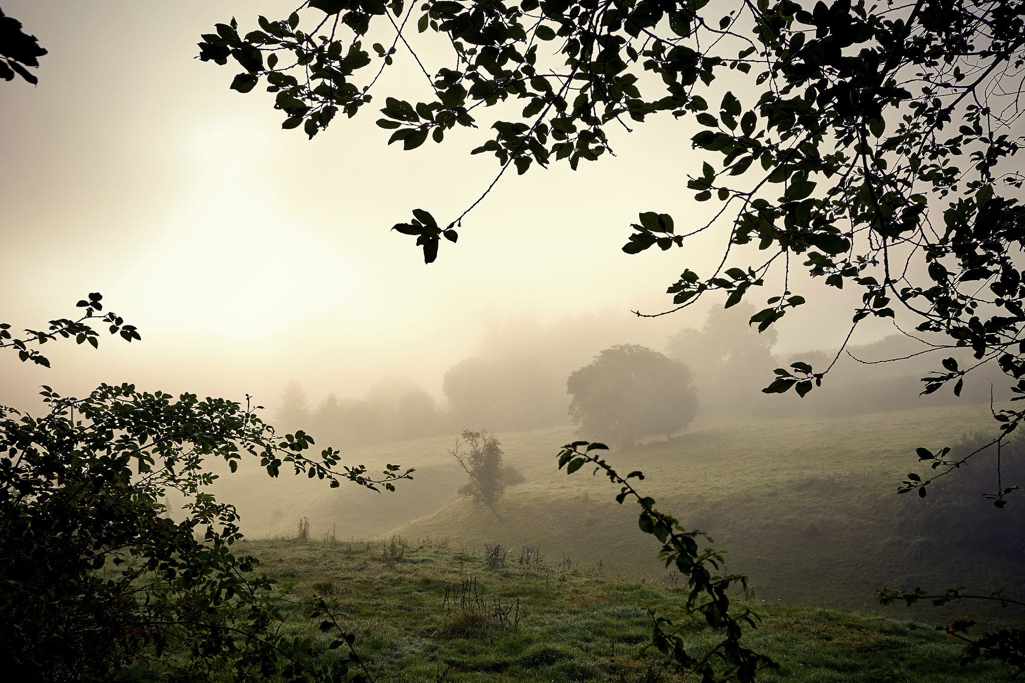Sony ILCA-77M2 + 10-20mm F3.5 sample photo. Golden mist photography