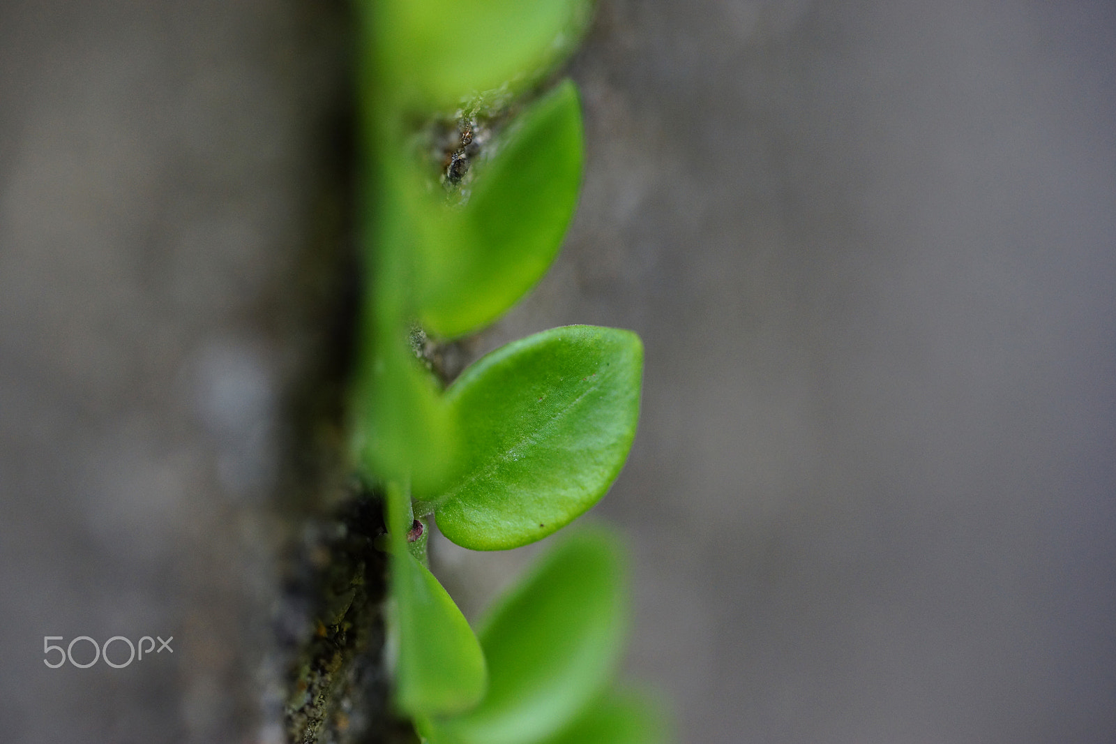 Sony a99 II sample photo. Tiny leaf at quarry bay park, hong kong photography