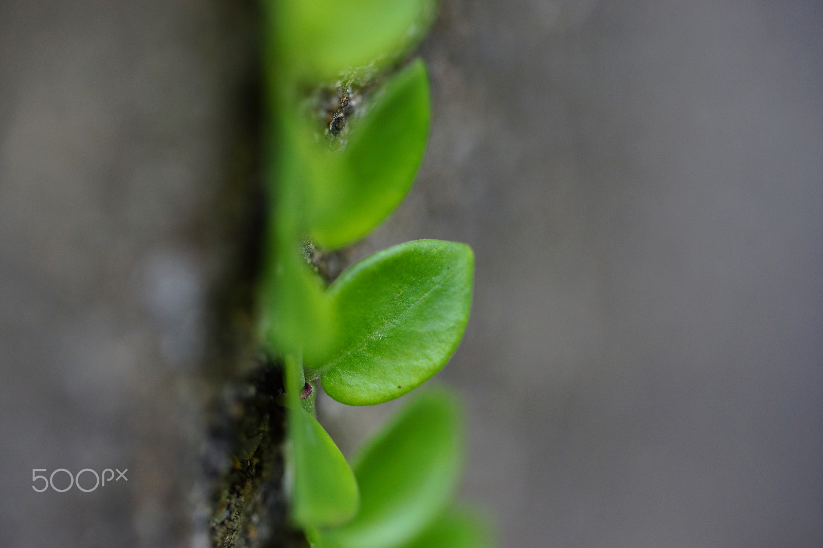 Sony a99 II + 150mm F2.8 sample photo. Tiny leaf at quarry bay park, hong kong photography