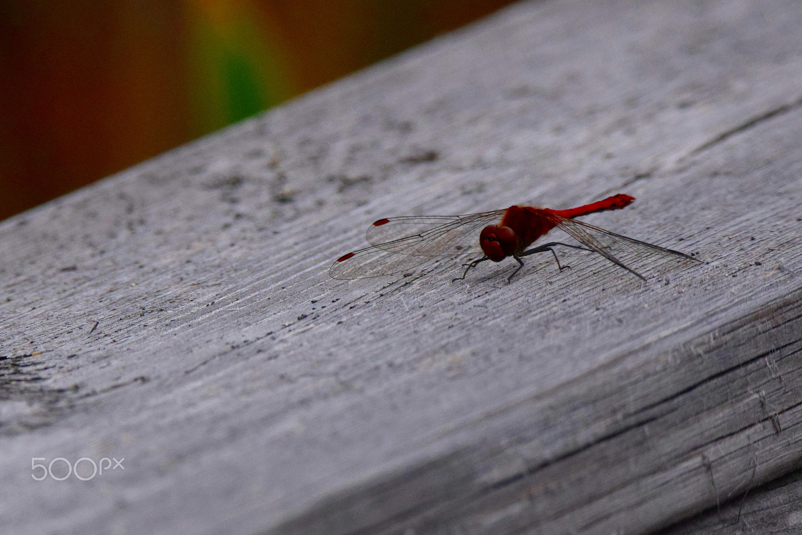 Nikon D3300 + Tamron SP 150-600mm F5-6.3 Di VC USD sample photo. Red dragonfly photography