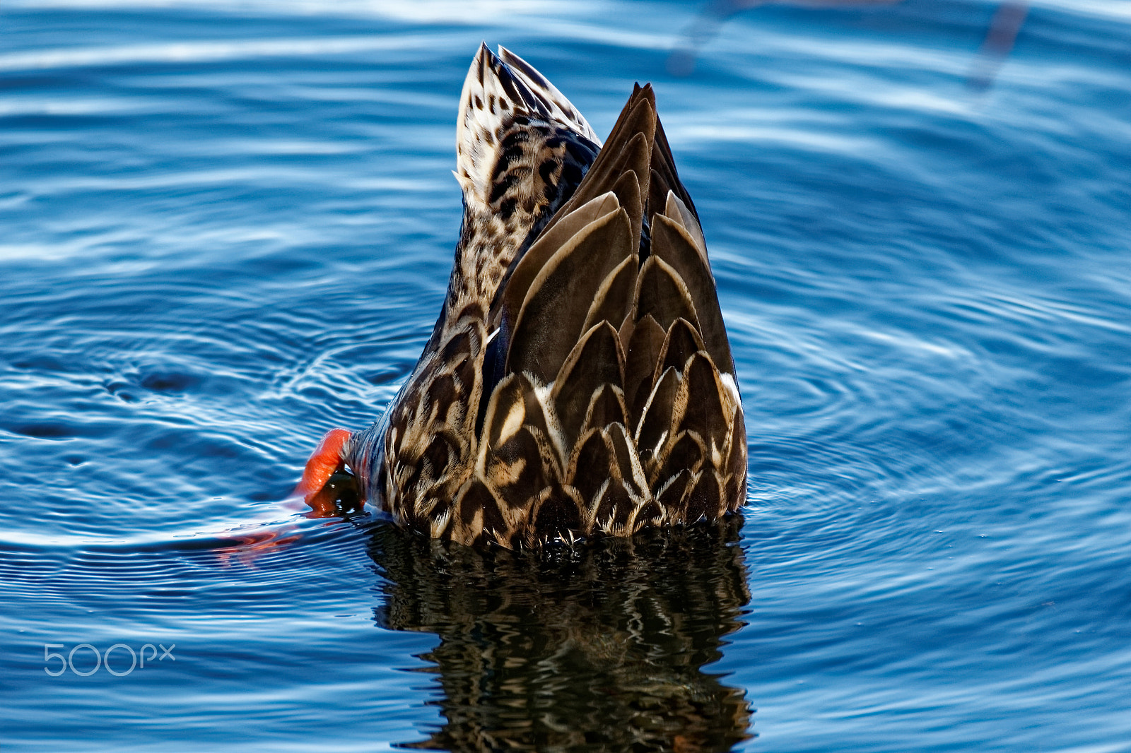 Tamron SP 150-600mm F5-6.3 Di VC USD sample photo. Mallard duck dabbling photography