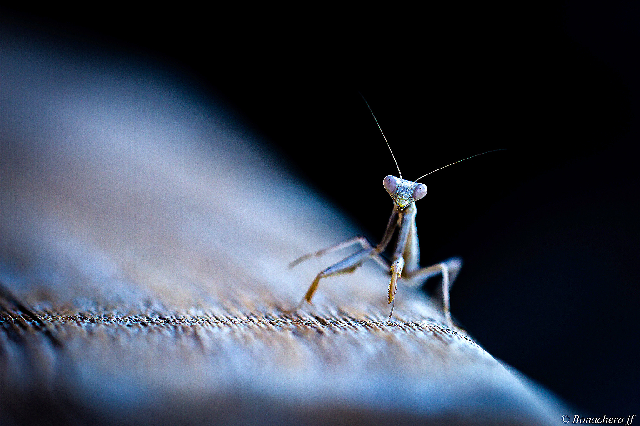 Sigma 150mm f/2.8 EX DG OS HSM APO Macro sample photo. Walking on the moon.... photography