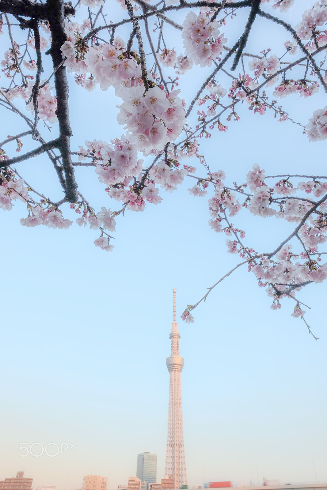 Fujifilm X-M1 + Fujifilm XF 14mm F2.8 R sample photo. Tokyo skytree photography