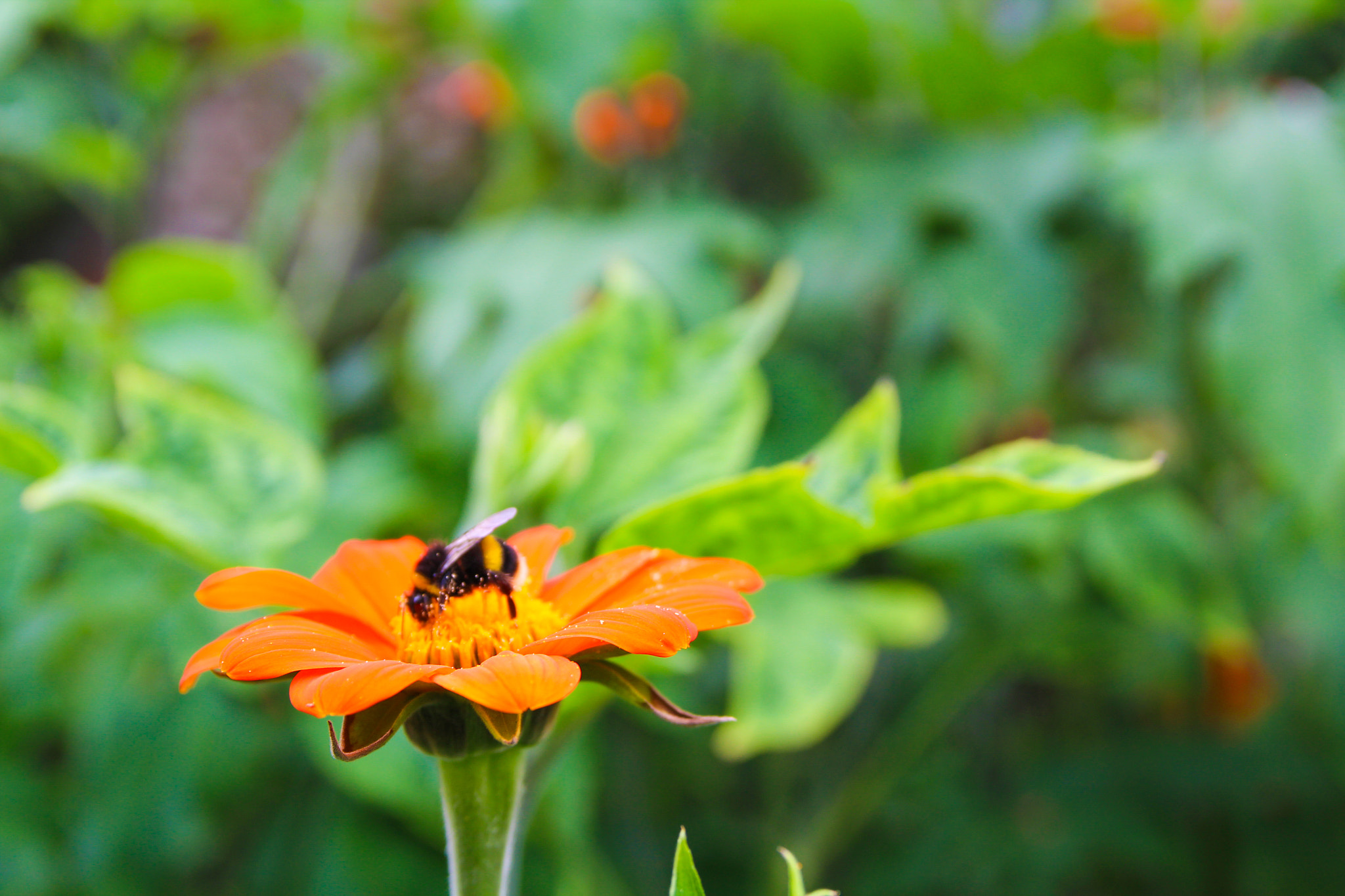 Canon EOS 1200D (EOS Rebel T5 / EOS Kiss X70 / EOS Hi) + Sigma 18-50mm f/2.8 Macro sample photo. Bumble bee photography