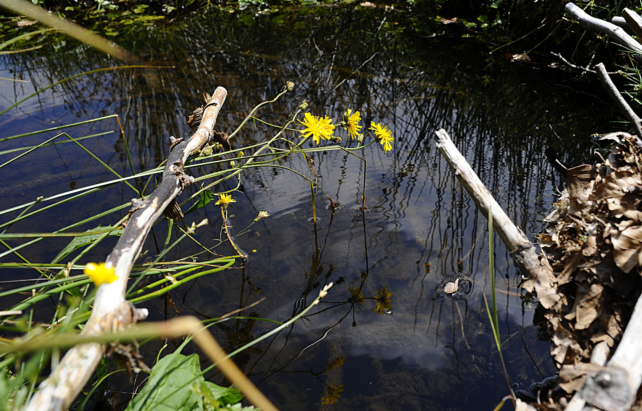 Nikon D700 + Manual Lens No CPU sample photo. Water photography