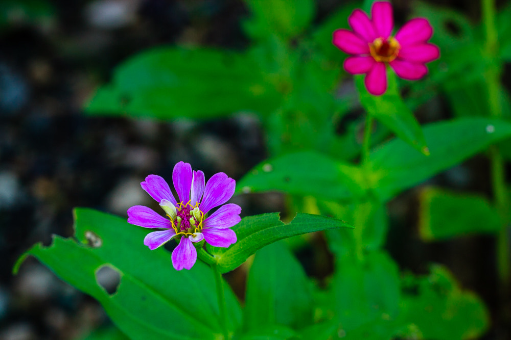 Canon EF 50mm F1.8 II sample photo