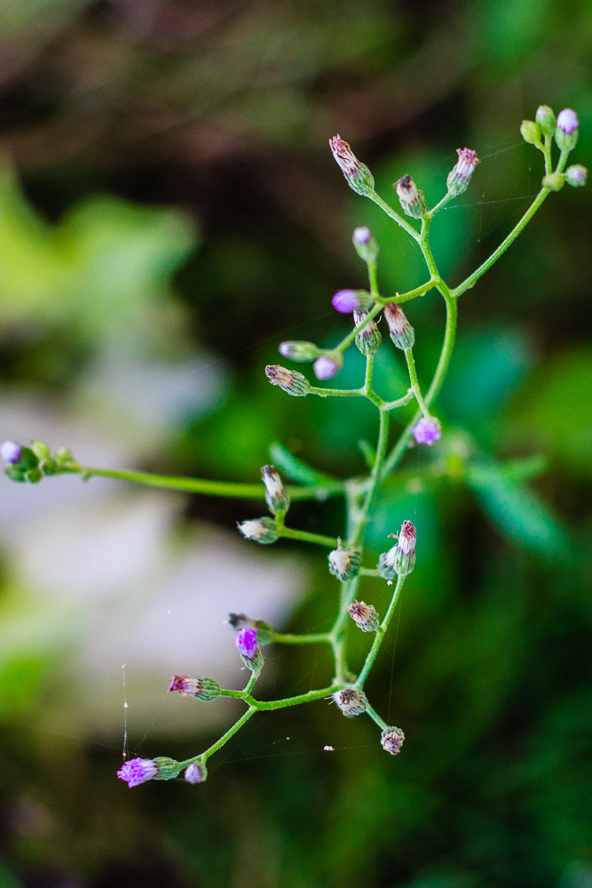 Canon EF 50mm F1.8 II sample photo