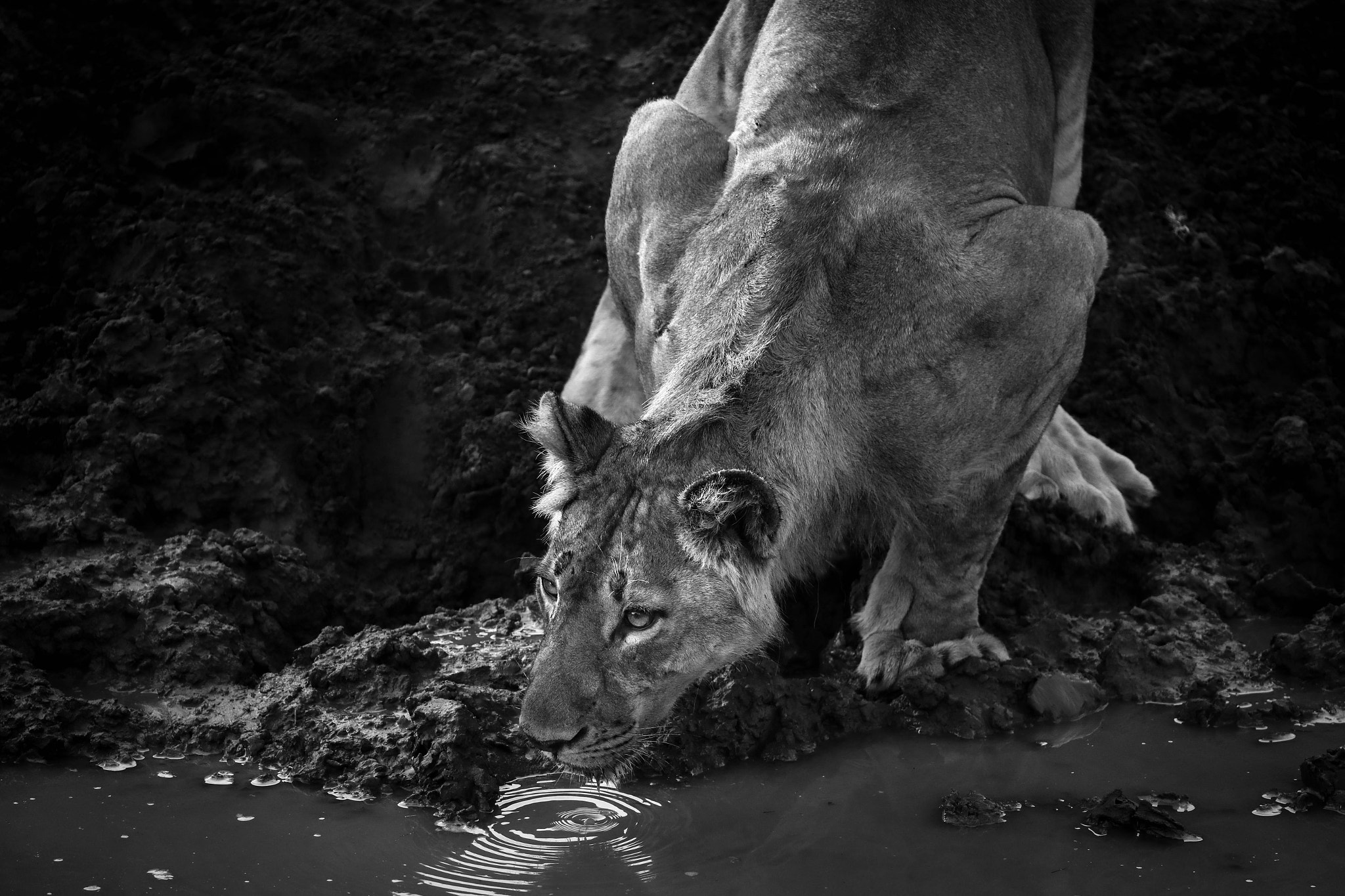 Canon EF 200-400mm F4L IS USM Extender 1.4x sample photo. A lioness drinks water from a riverbed in zambia's south luangwa national park. photography