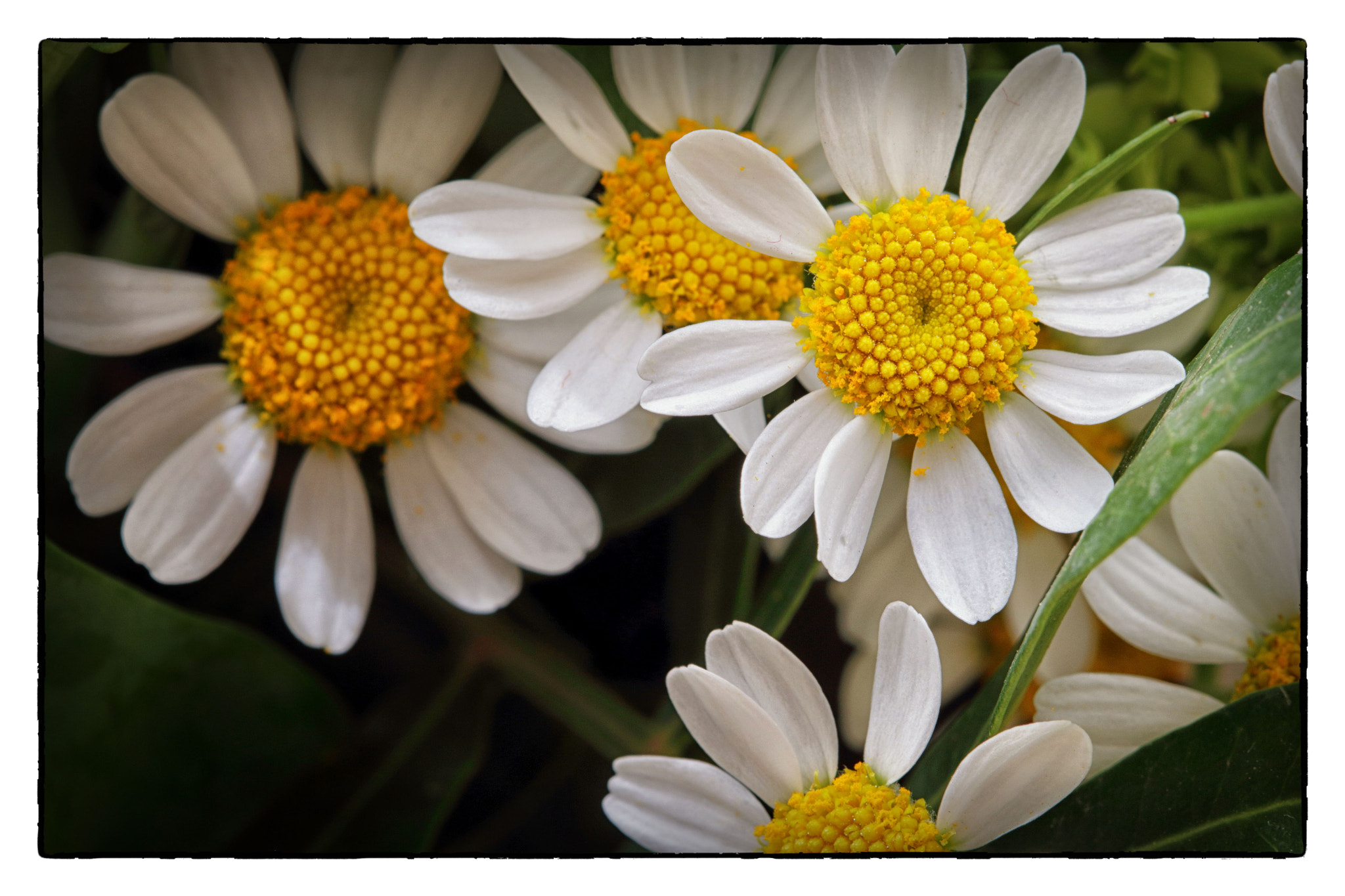 Canon EOS 100D (EOS Rebel SL1 / EOS Kiss X7) + Canon EF 100mm F2.8 Macro USM sample photo. Layers of bloom  photography