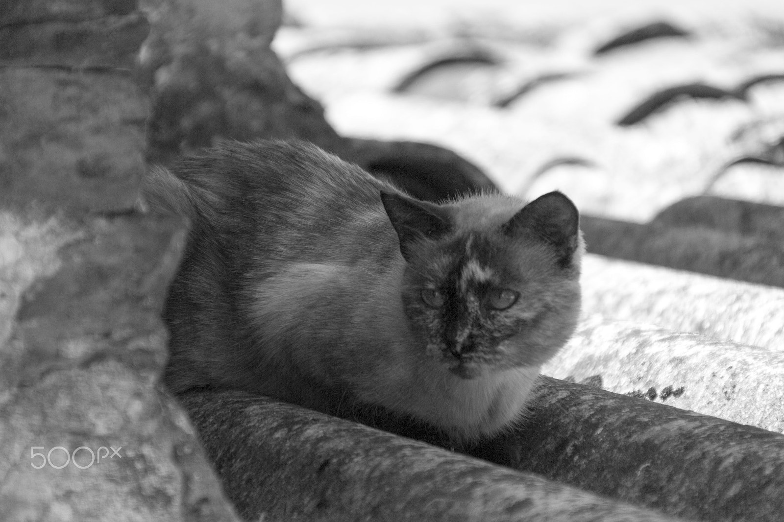 Canon EOS 60D + Canon TS-E 90mm F2.8 Tilt-Shift sample photo. Cat photography