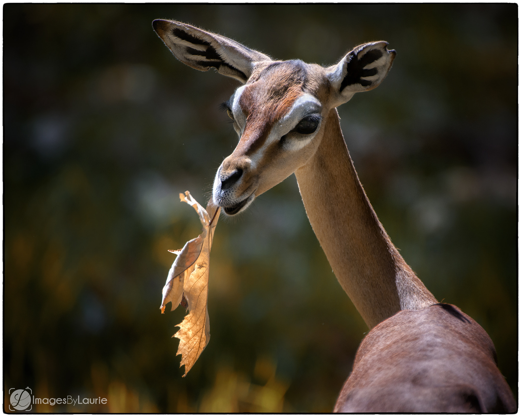 Nikon D800E + Nikon AF-S Nikkor 200-400mm F4G ED-IF VR sample photo. Gerenuk with leaf photography