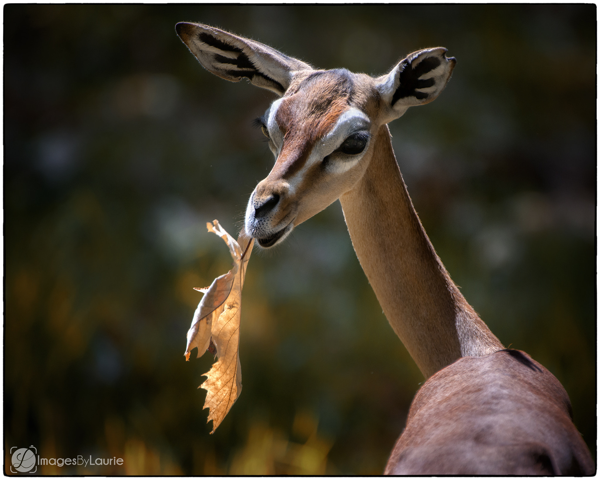 Nikon AF-S Nikkor 200-400mm F4G ED-IF VR sample photo. Gerenuk with leaf photography