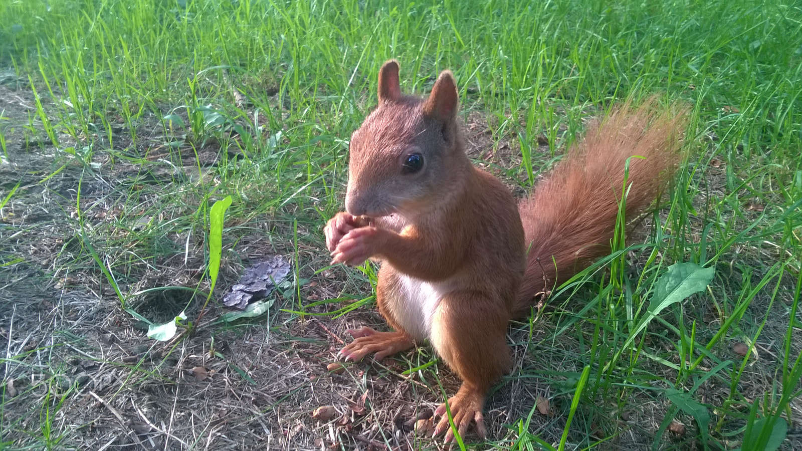 Nokia Lumia 735 sample photo. Squirrel photography