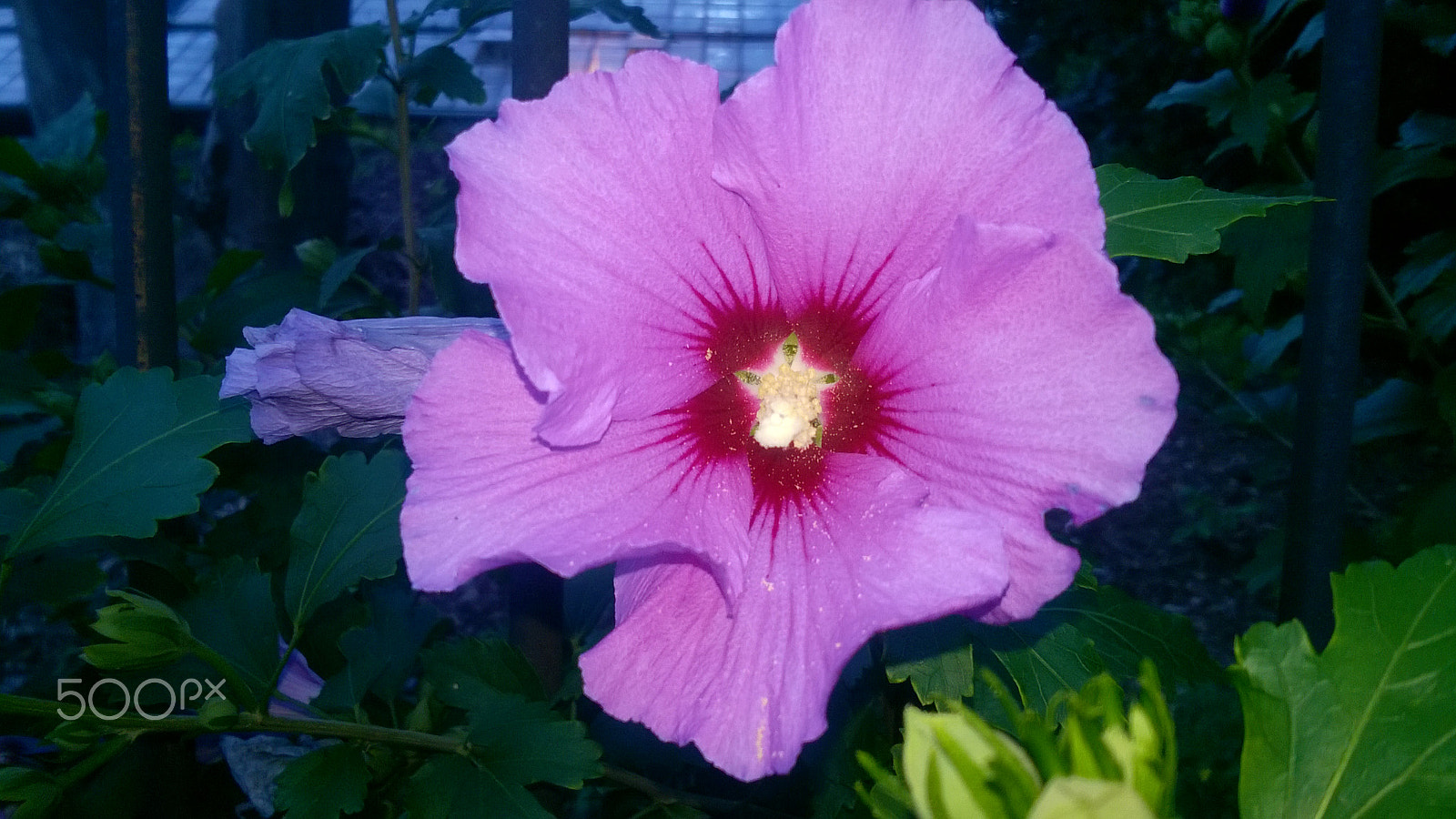 Nokia Lumia 735 sample photo. Pink flower photography