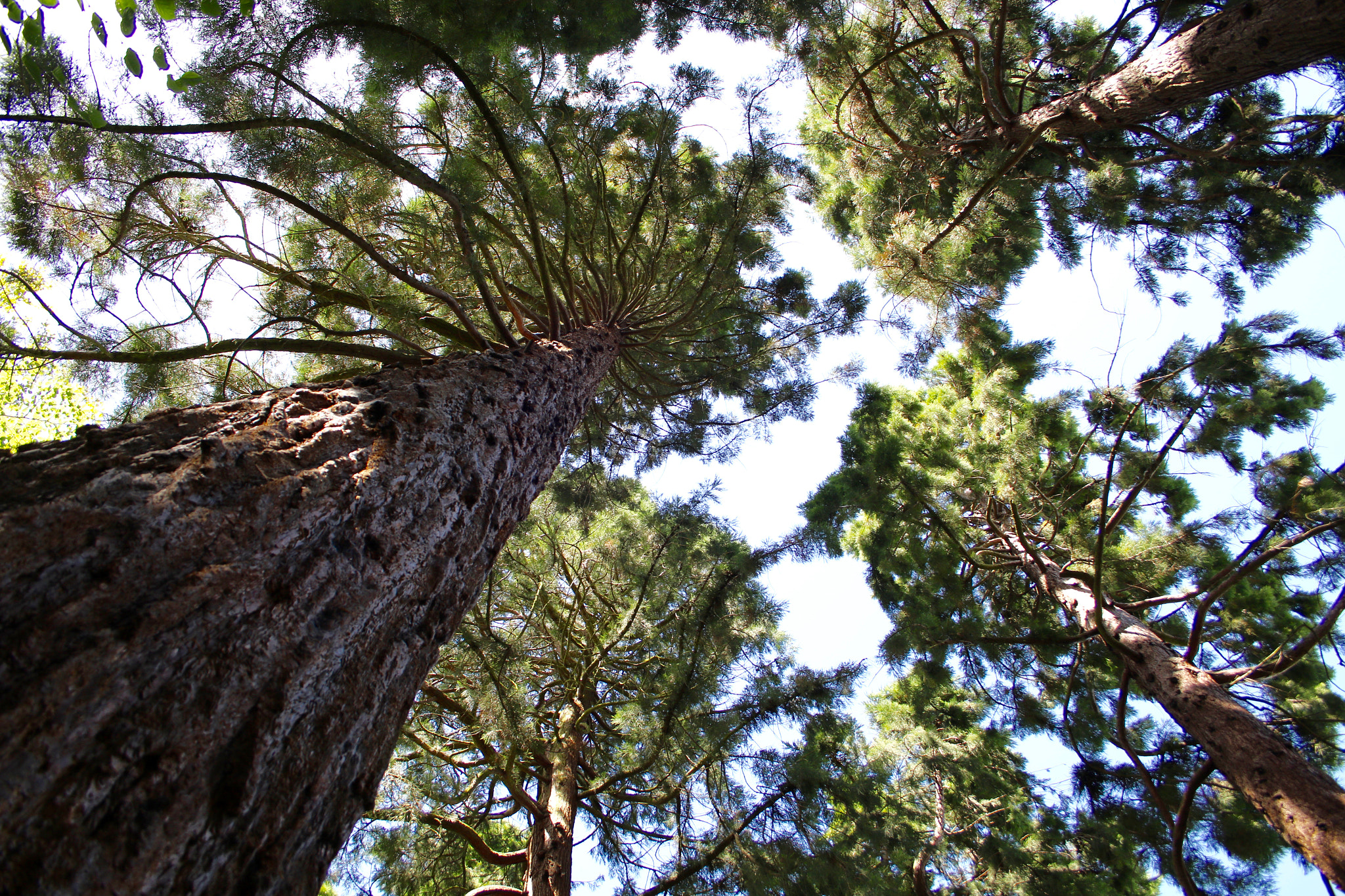 Canon EF-S 18-55mm F3.5-5.6 II sample photo. Trees at sunnycroft telford photography