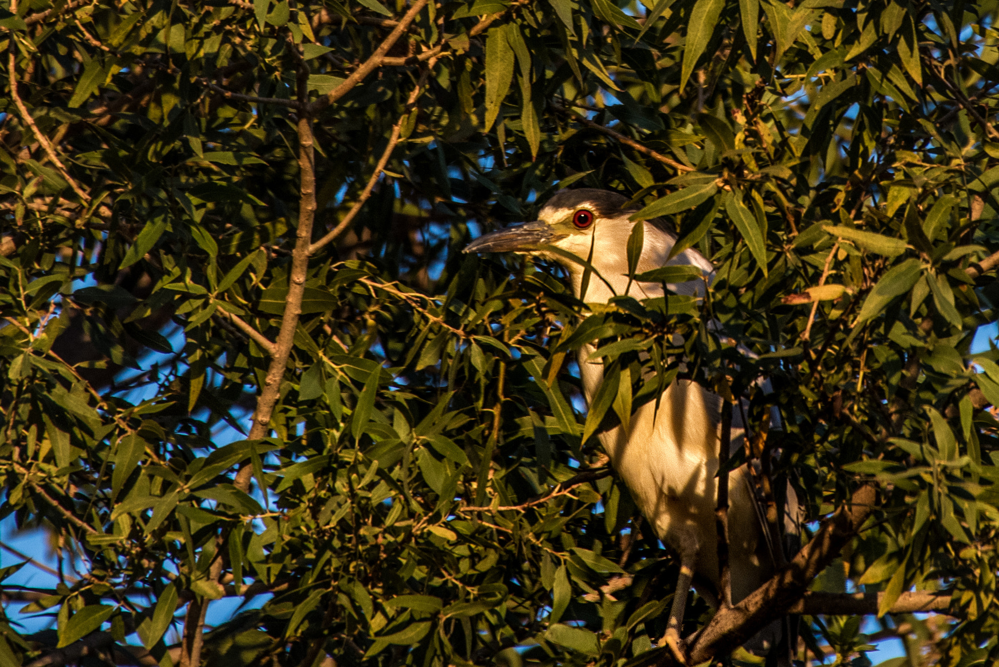 Sigma 50-500mm F4.5-6.3 DG OS HSM sample photo. Black crowned night heron peeking out from tree photography
